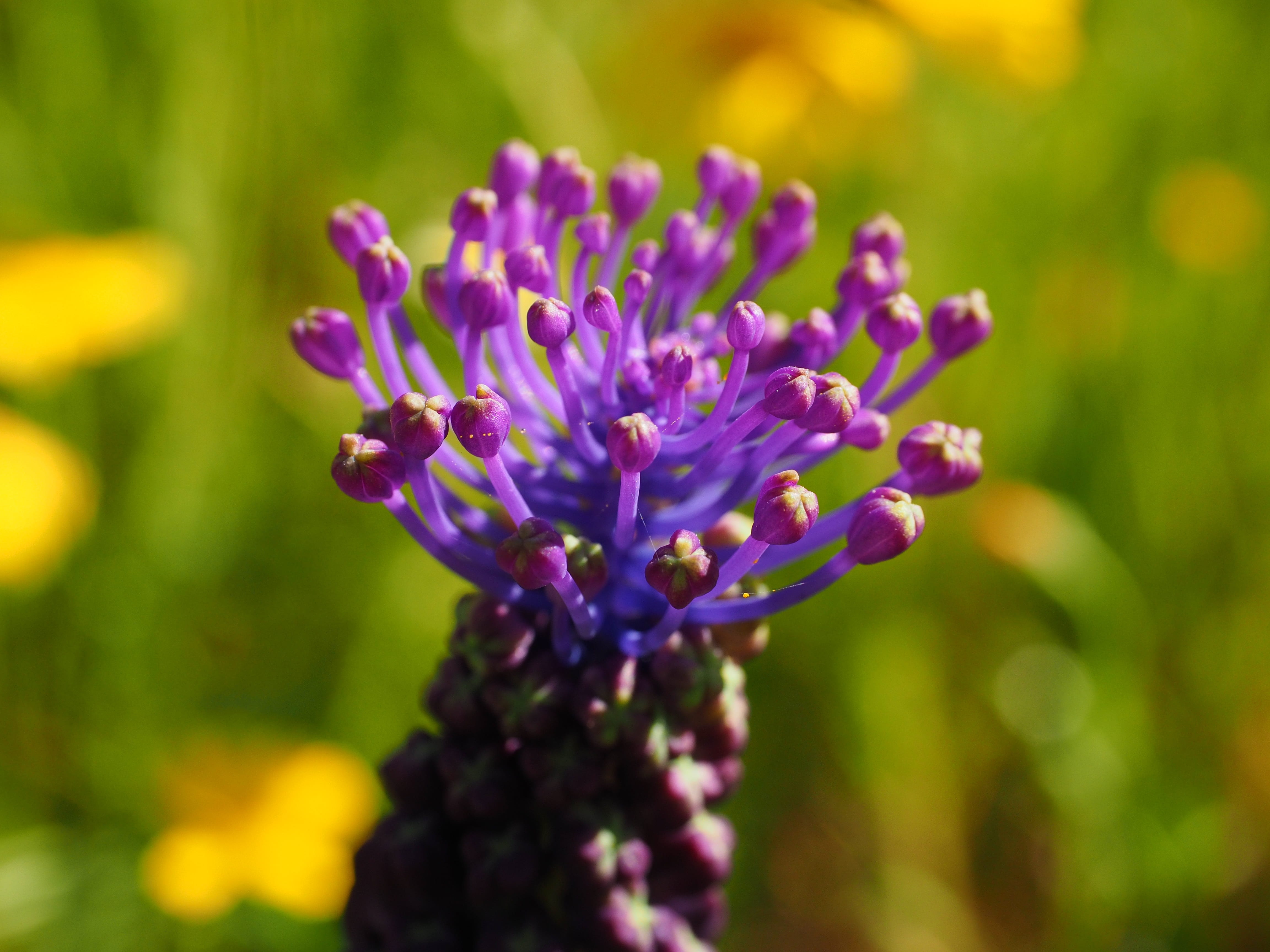 selective focus, focus on foreground, flowering plant, freshness, bluish violet, display apparatus, bluish, flower, krohenzwibbel, globose, flower head, HD Wallpaper