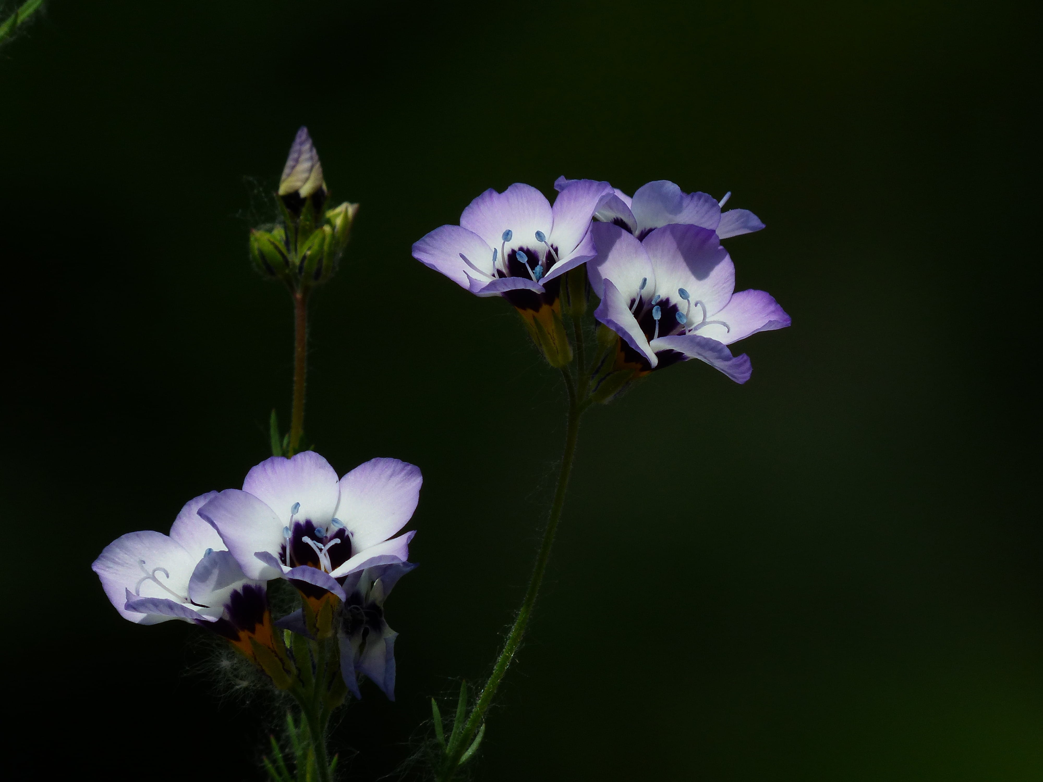 iris - plant, freshness, orchid, bees, gilia tricolor, fragility, sky ladder plant, ericales, species, close-up, blossom, nature, greek valerian, growth, HD Wallpaper