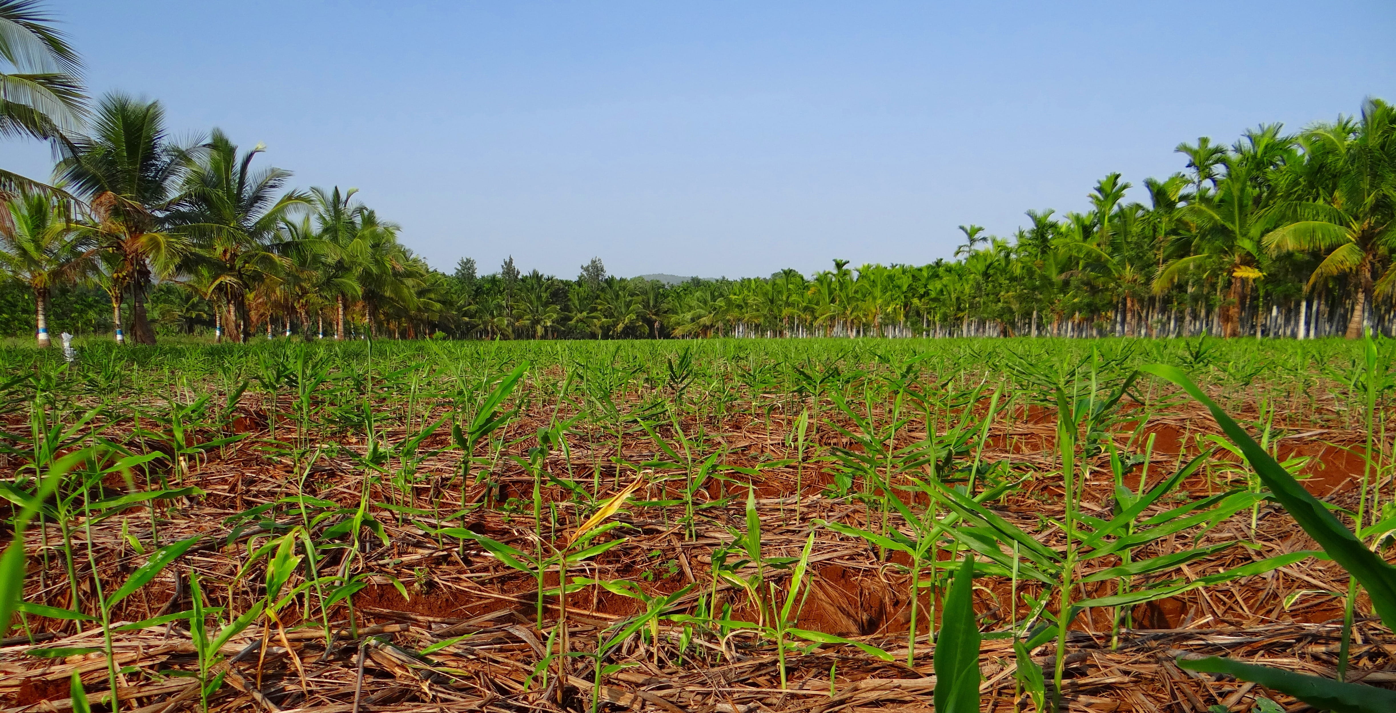 food, field, fruit, areca catechu, farm, karnataka, Areca Nut, tree, Plantation, Areca Palm, rural scene, food and drink, growth, landscape, in a row, tropical climate, HD Wallpaper