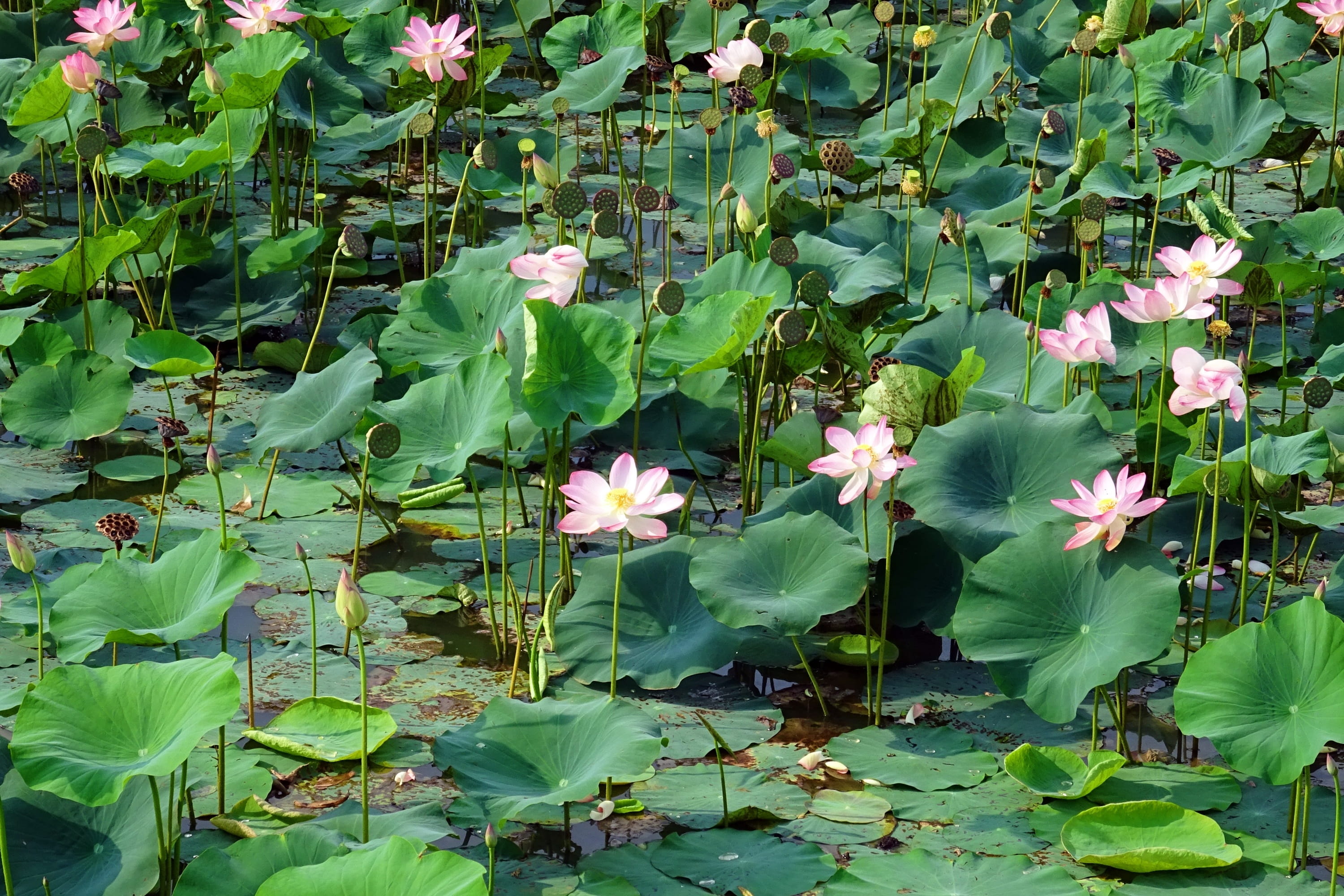 freshness, green color, botany, plant, flower head, outdoors, no people, Bloom, lotus water lily, leaf, blossom, flora, chikmagalur, fragility, Lotus, plant part, HD Wallpaper