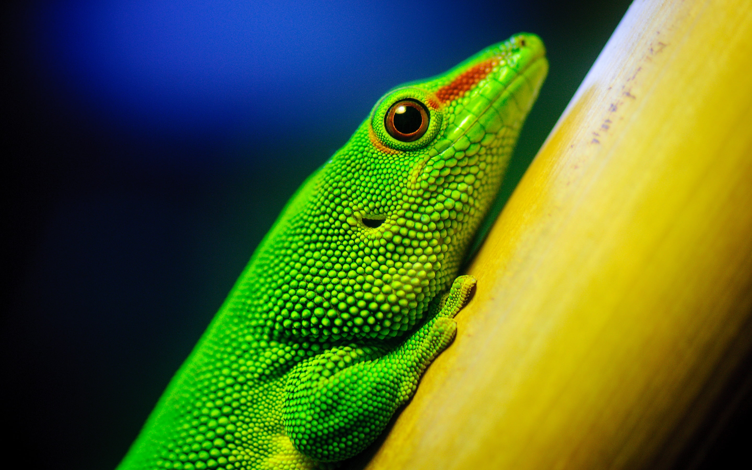 livid, vizard, 2K, lizard, HD Wallpaper