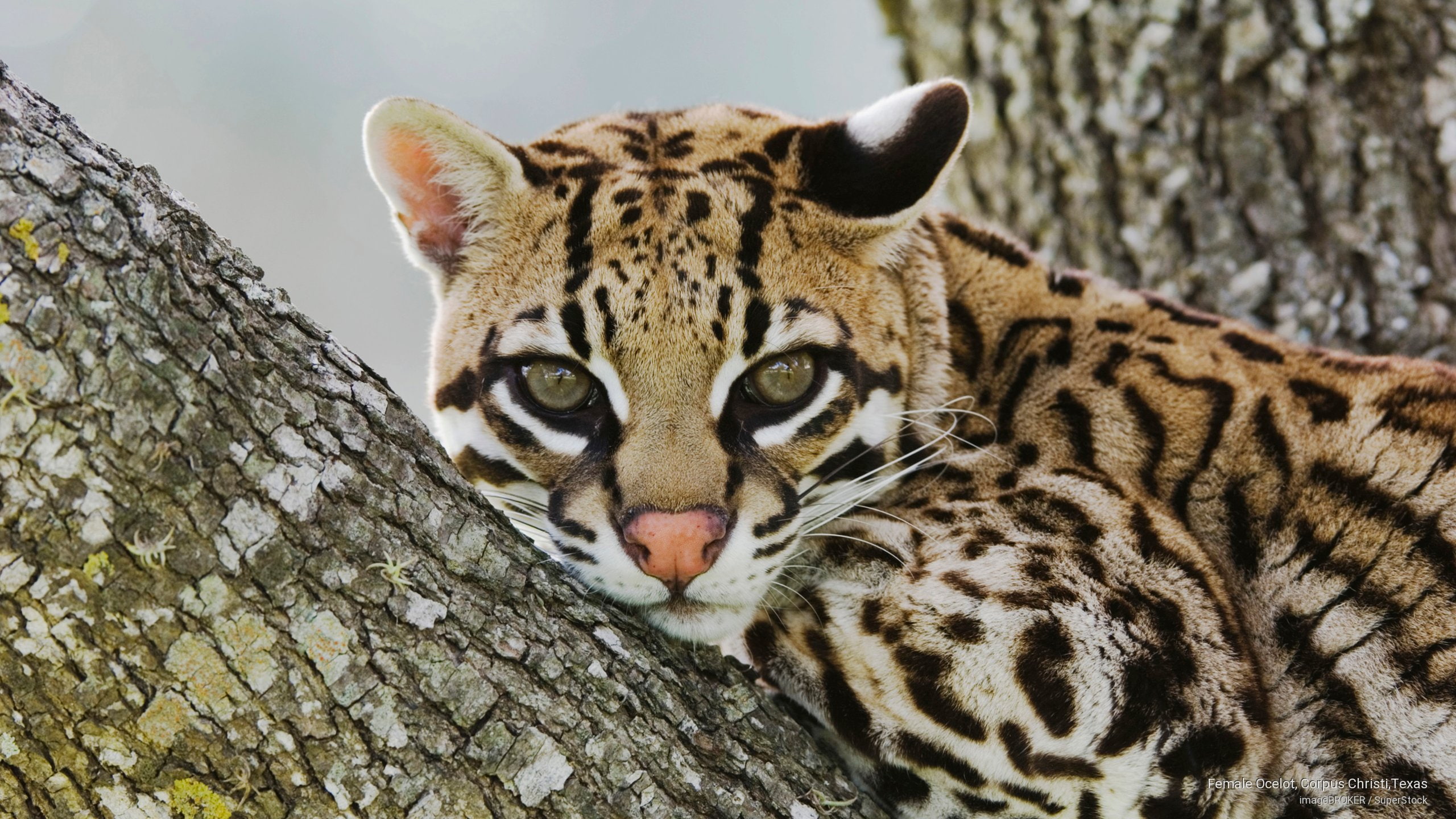 female, christi, texas, Animals, ocelot, 2K, corpus, HD Wallpaper