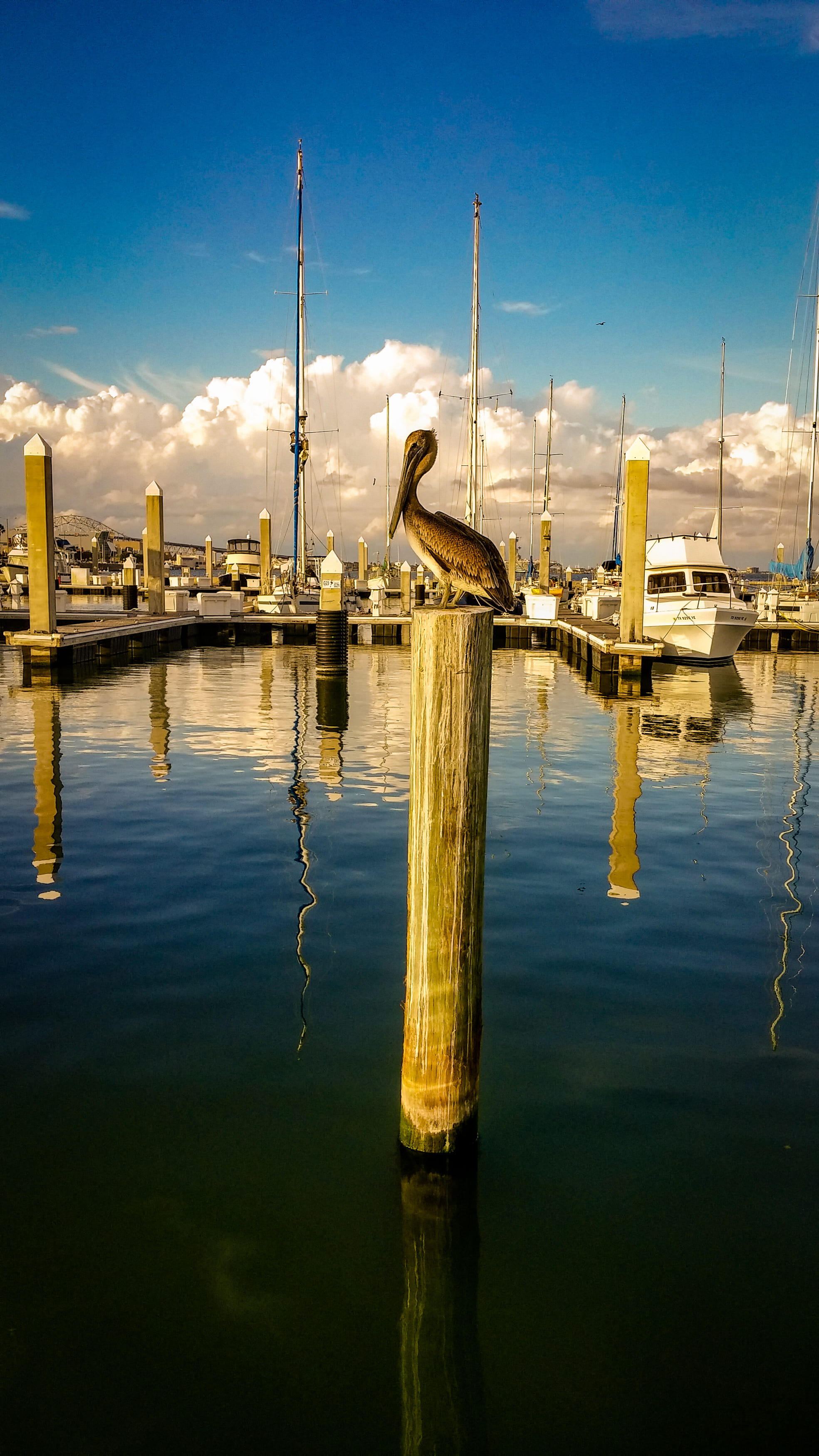 building exterior, corpus christi, post, built structure, reflection, wooden post, animal themes, 2K, waterfront, vertebrate, outdoors, animal, marina, Phone HD Wallpaper
