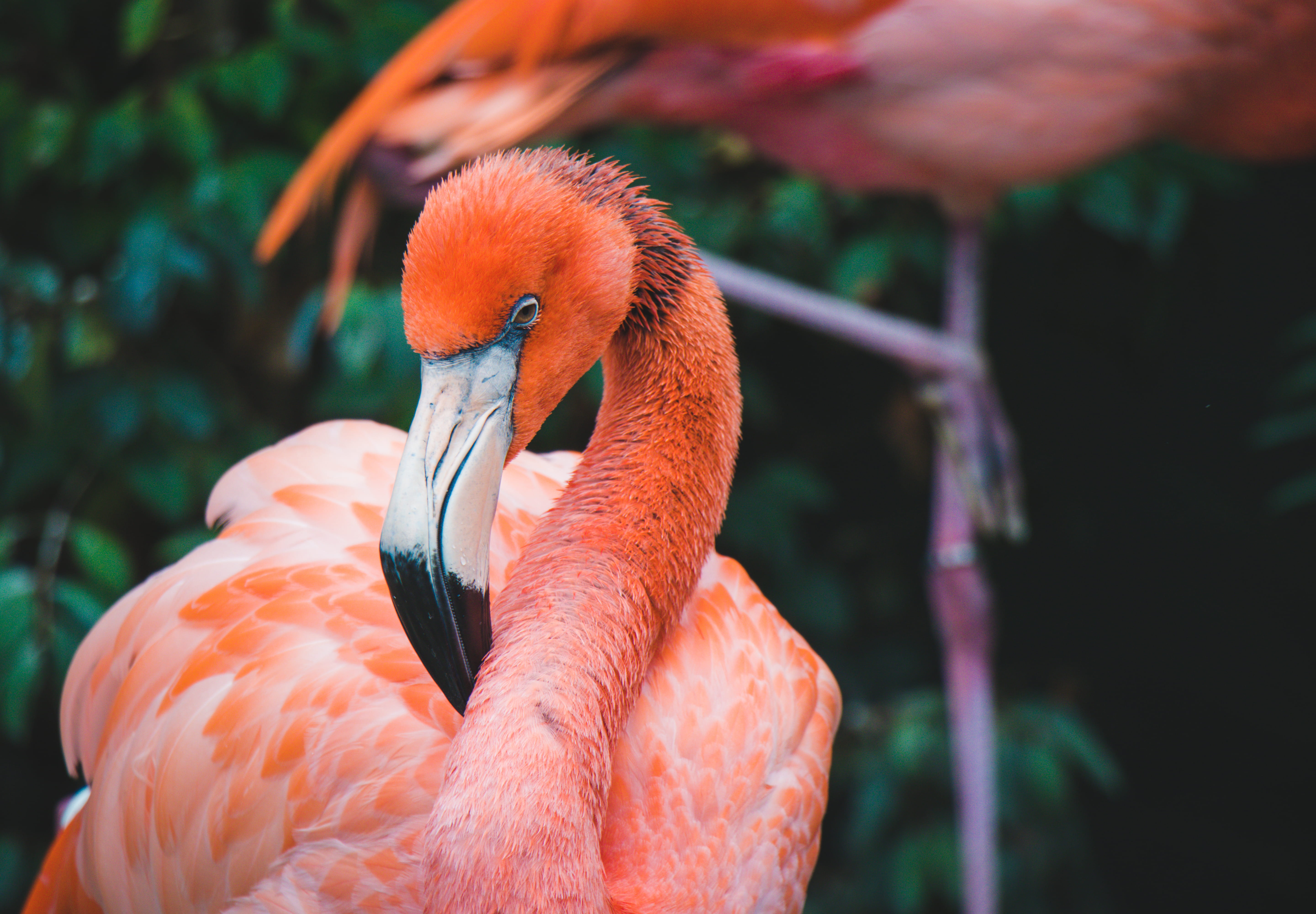 colorful, close-up, blue, caribbean, color, no people, outdoors, animal wildlife, animal neck, orange color, pink color, animal themes, beautiful, animals in the wild, HD Wallpaper