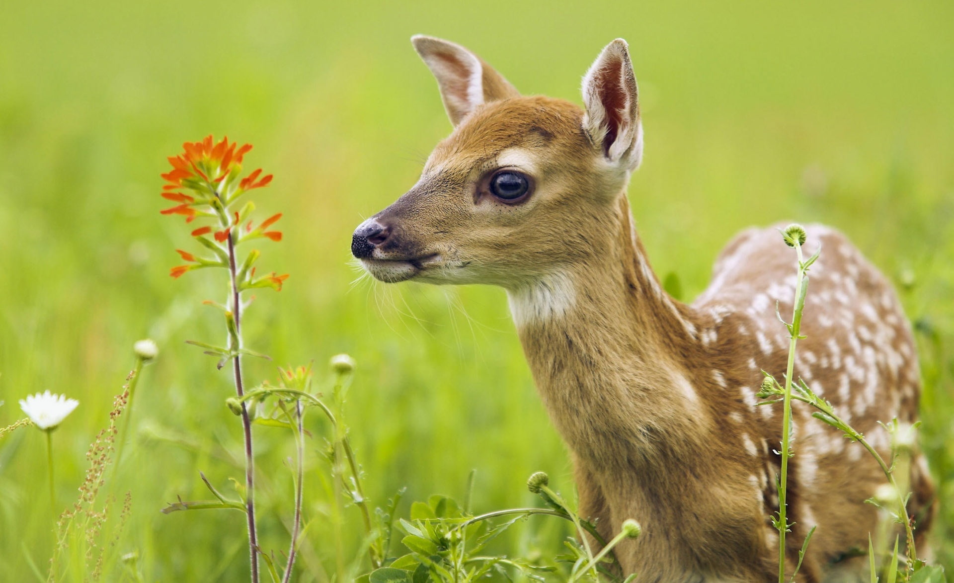 fawn, close-up, no people, animal wildlife, 1080P, Animals, animal themes, animal, animal head, one animal, grass, nature, day, outdoors, white, animals in the wild, HD Wallpaper