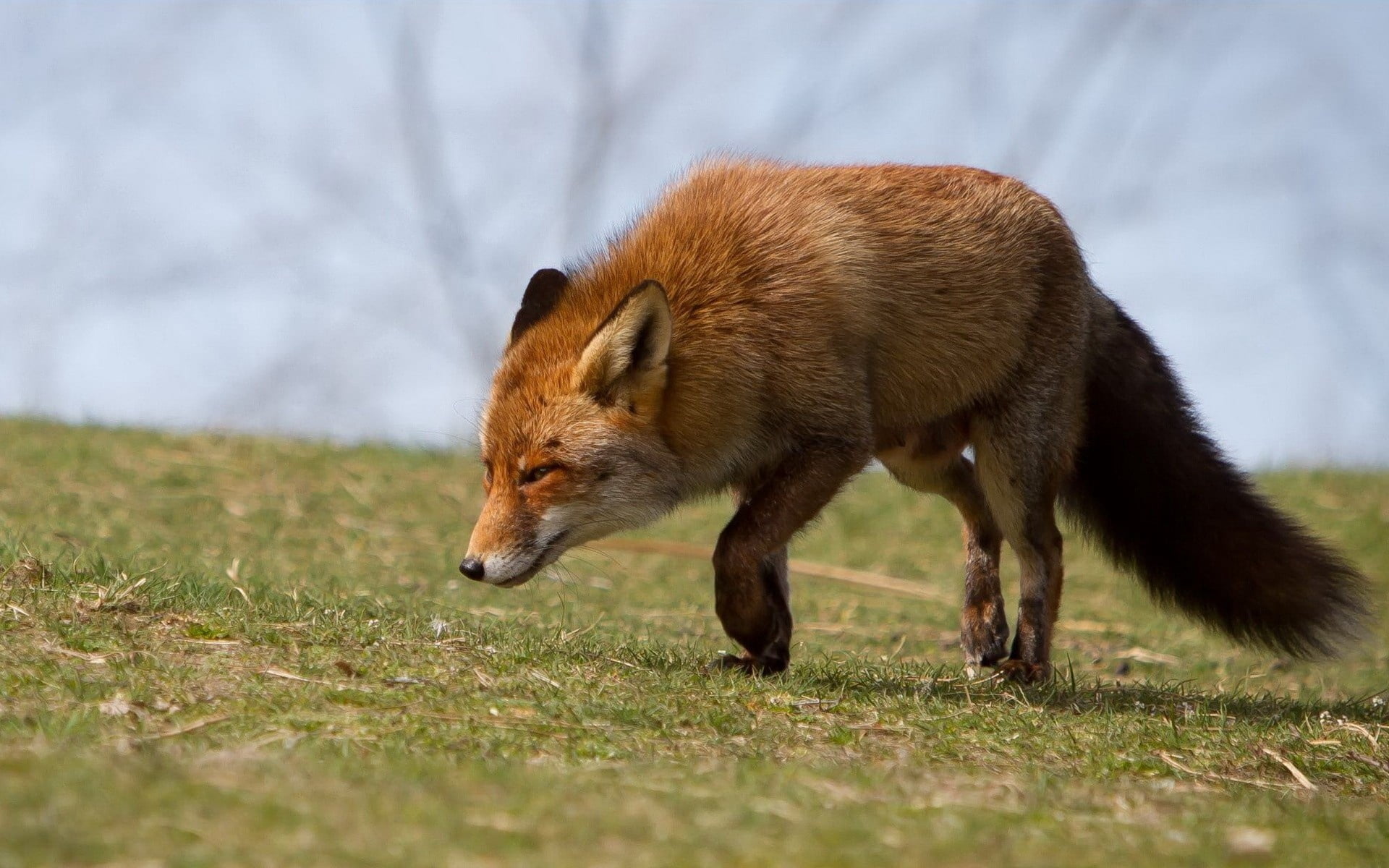 animal, profile view, scared, fur, animals Hunting, canine, red Fox, animals In The Wild, forest, no people, outdoors, carnivore, day, full length, vertebrate, HD Wallpaper
