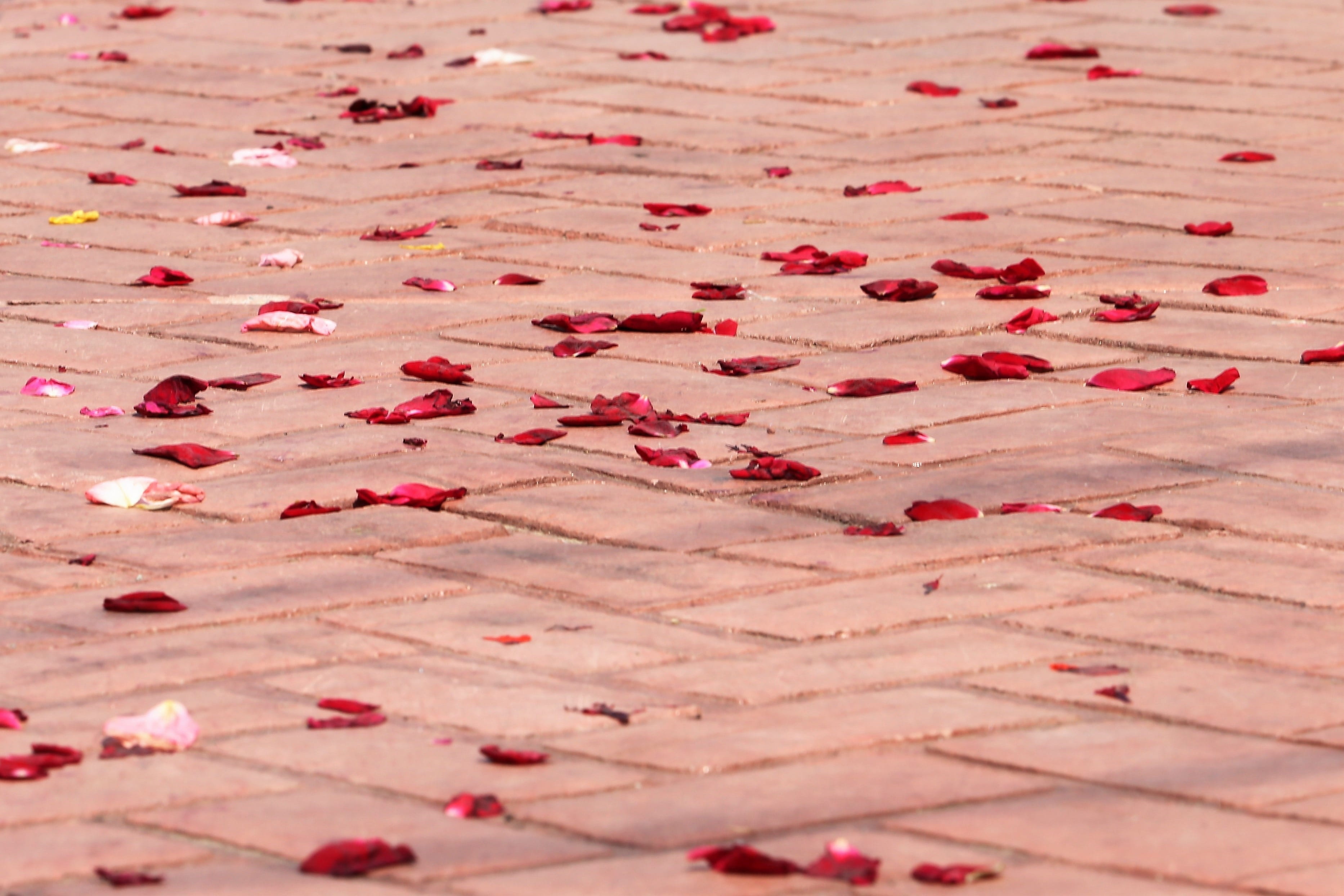 outdoors, flowering plant, christianity, christian, close-up, plant, religious, pattern, rose petals on the floor, day, red, flower, church, abundance, HD Wallpaper