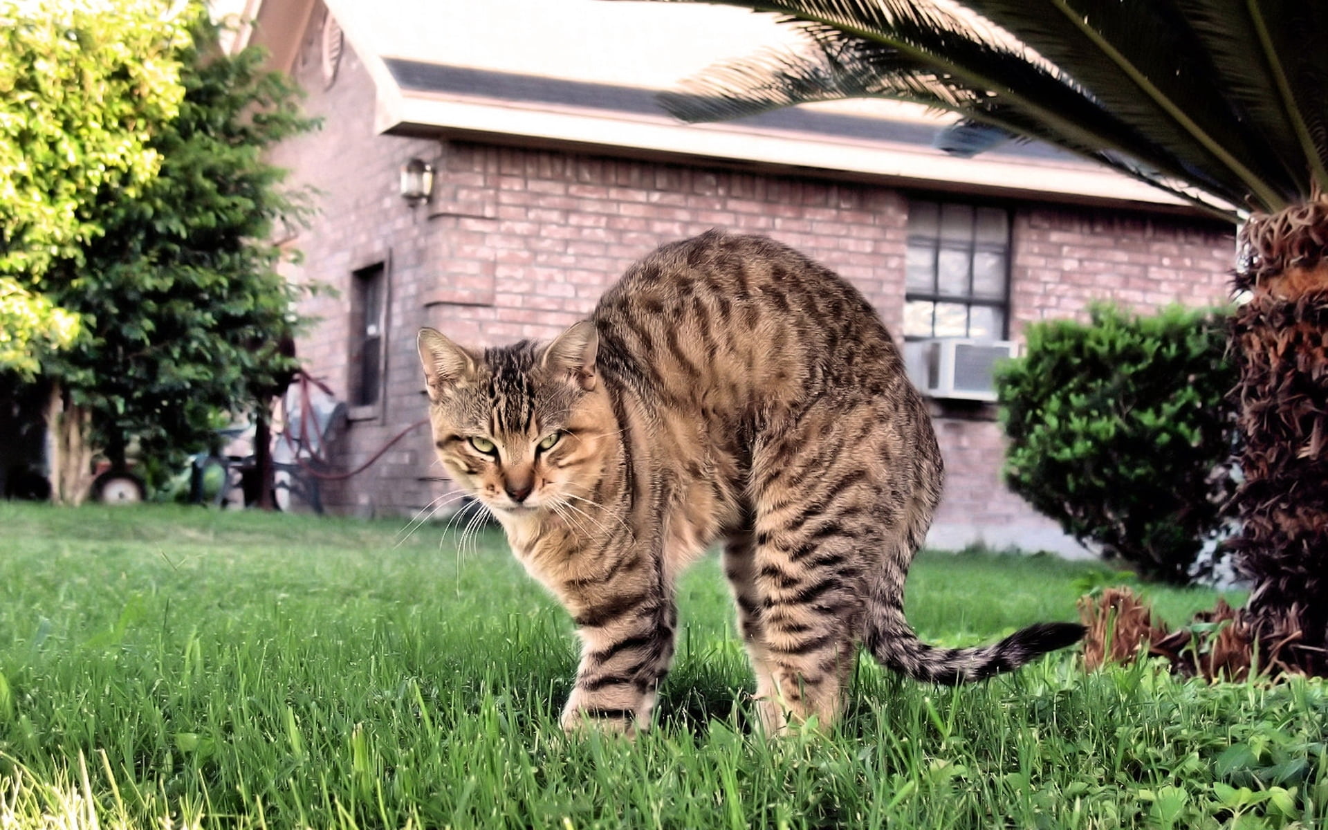 nature, home, plant, animal themes, 1080P, domestic animals, vertebrate, one animal, domestic cat, whisker, day, black, outdoors, feline, mammal, architecture, HD Wallpaper
