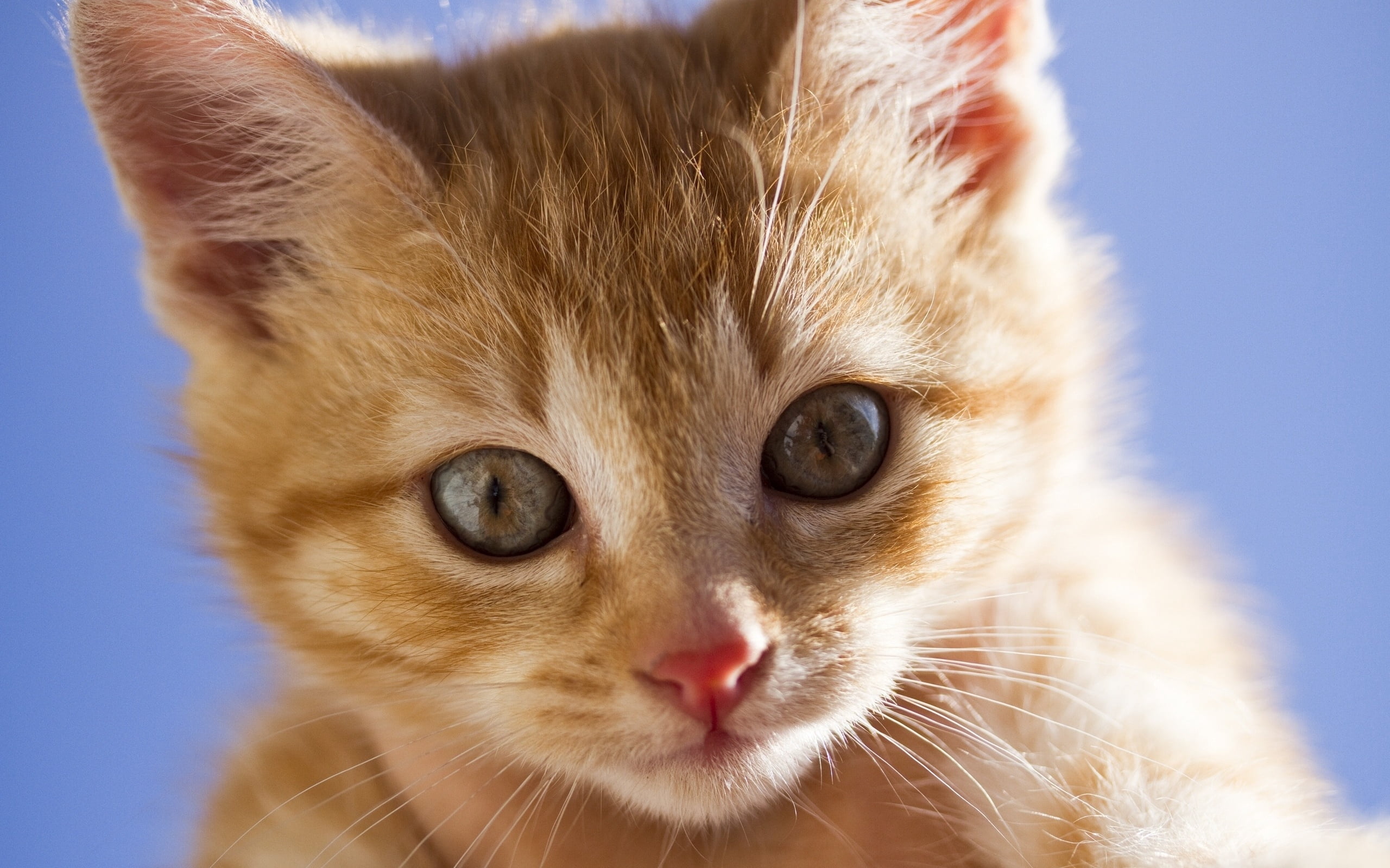 animal Head, whisker, eyes, eye, animal body part, cute, ginger cat, young Animal, orange Color, fluffy, feline, domestic Animals, animals And Pets, cat, HD Wallpaper