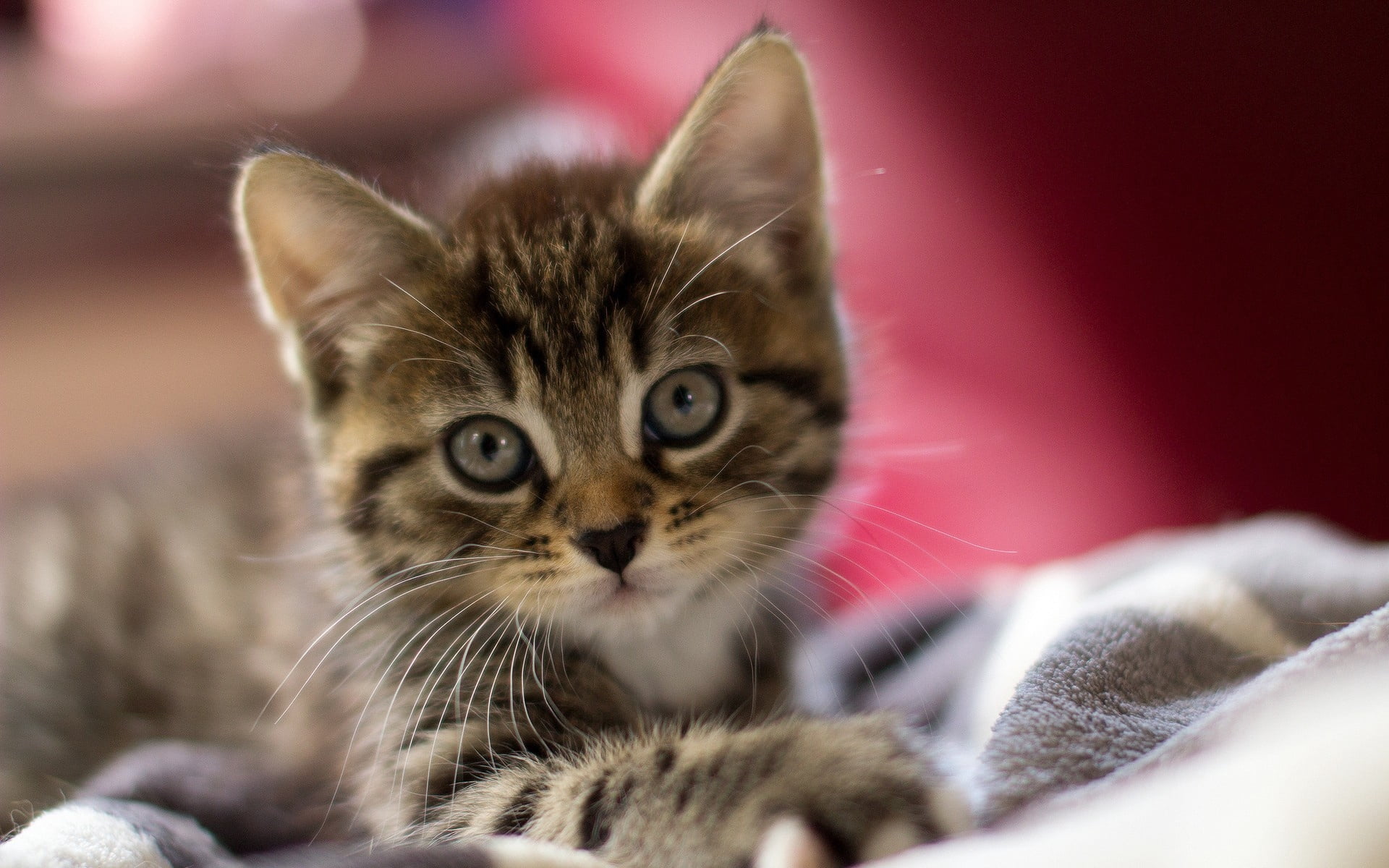 kitten, beauty, scared, no people, animal Eye, animal, domestic Cat, look, curiosity, fluffy, cat, striped, feline, indoors, young Animal, fur, vertebrate, HD Wallpaper