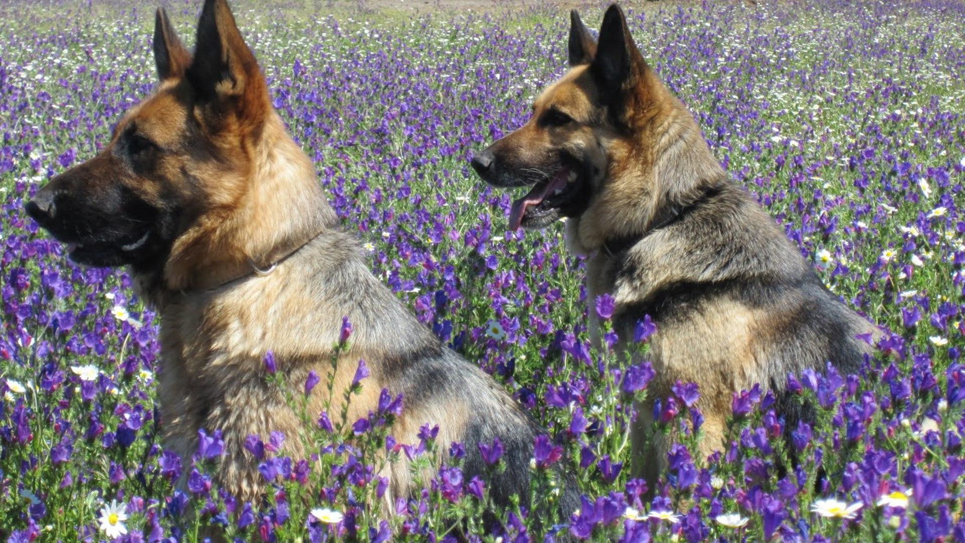 flowers, pups, dogs, meadow, shepherd, german, animals, pets, german shepherds, 1080P, HD Wallpaper