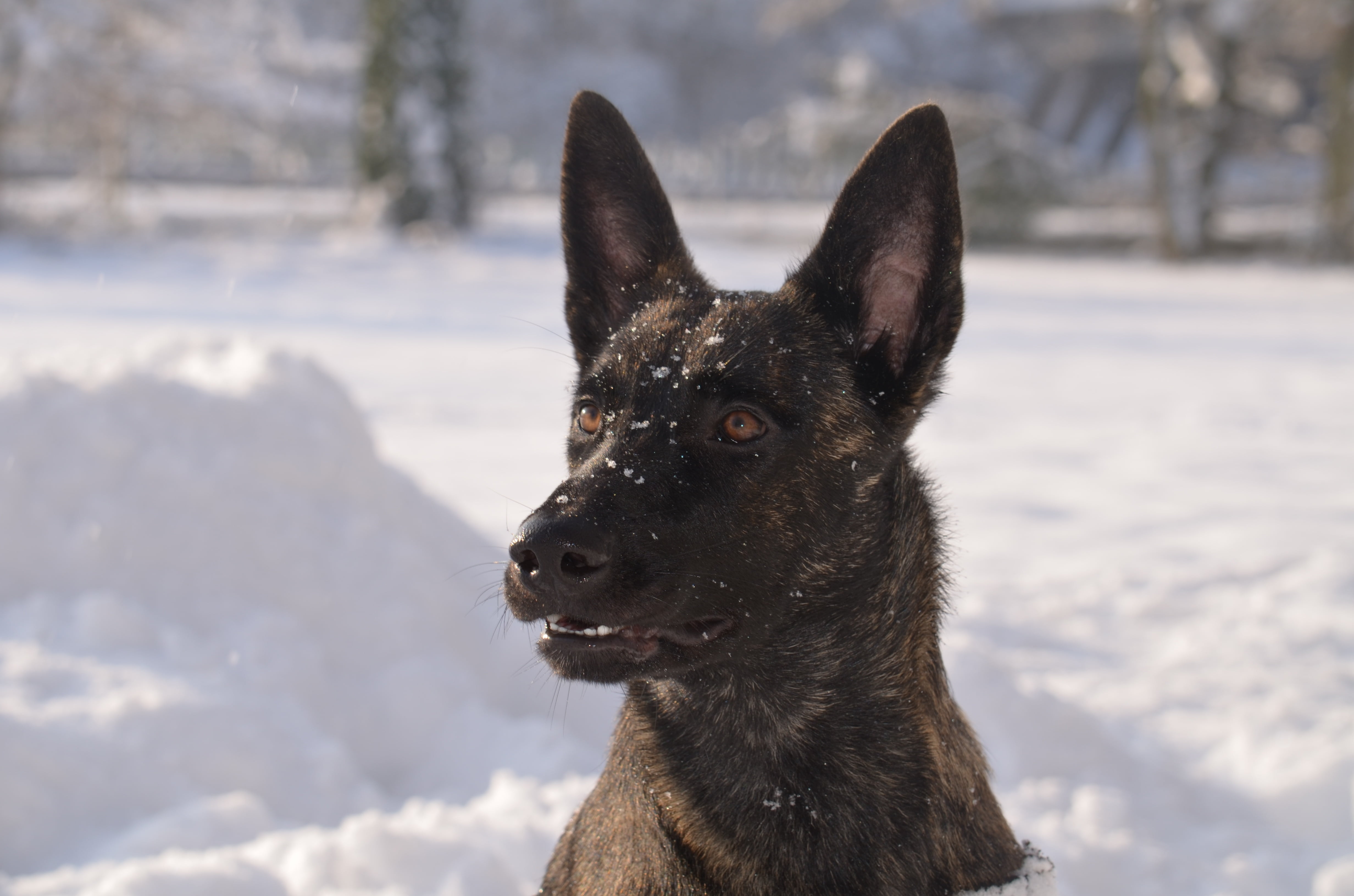 pets, german shepherd, snout, animal head, domestic animals, looking, dog head, hundeportrait, 4K, domestic, mammal, portrait, snow, cold temperature, HD Wallpaper