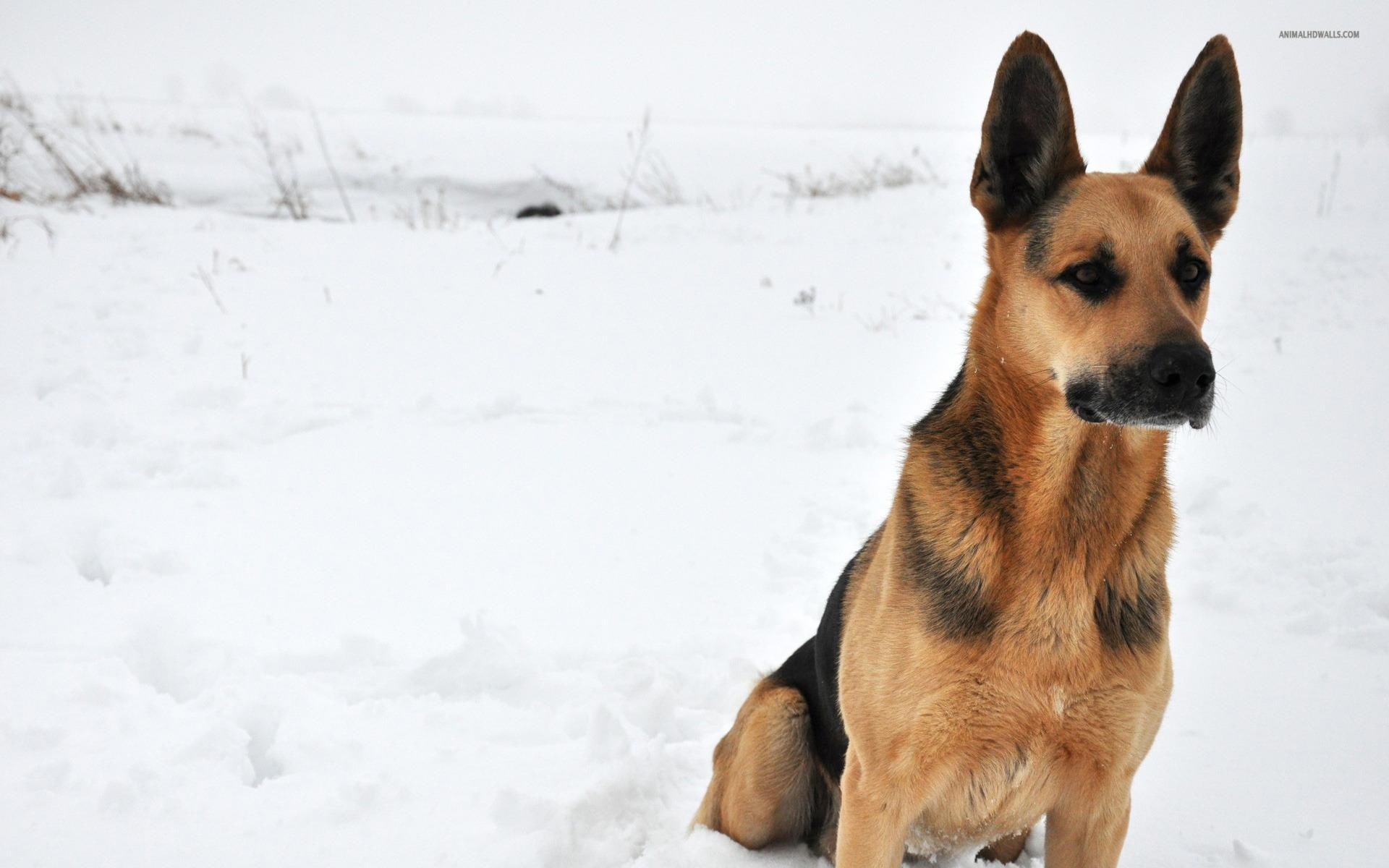 animals, nature, german shepherd, shepherd, pets, german, snow, dogs, 1080P, HD Wallpaper