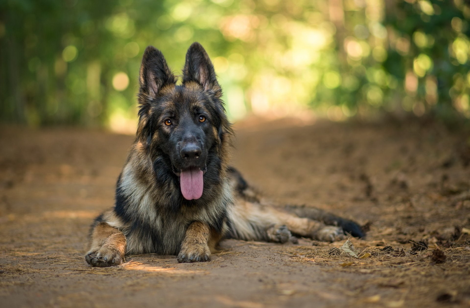 German Shepherd, Bokeh, Dog, Animal, Dogs, Sitting, 1080P, HD Wallpaper