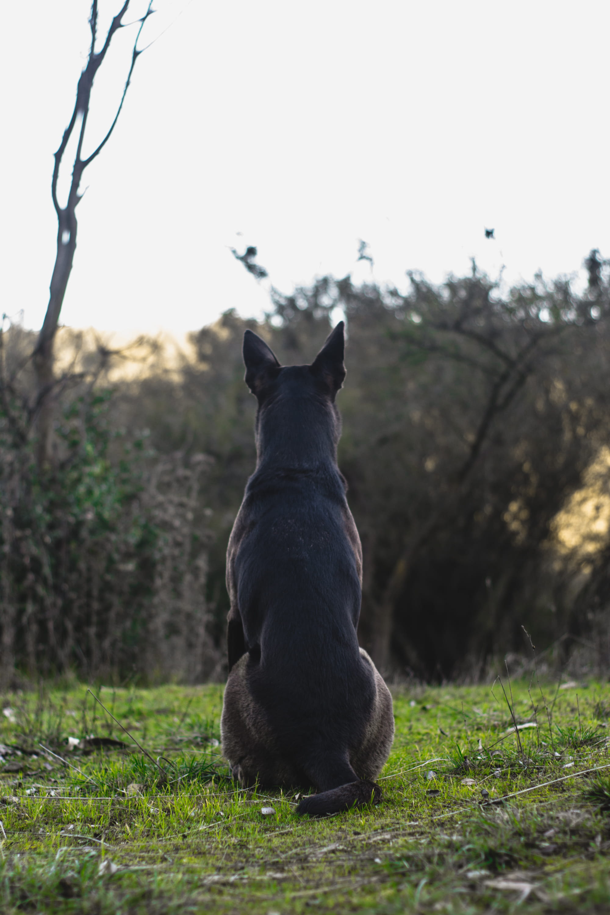 chile, nature, dog portrait, no people, dog sit, canine, sky, tree, domestic animals, land, pets, day, animal themes, outdoors, ride dog, dog ears, tracking, Phone HD Wallpaper