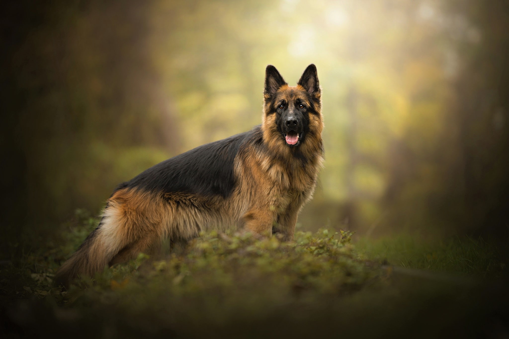 Pet, Dog, Animal, 1080P, Dogs, German Shepherd, HD Wallpaper