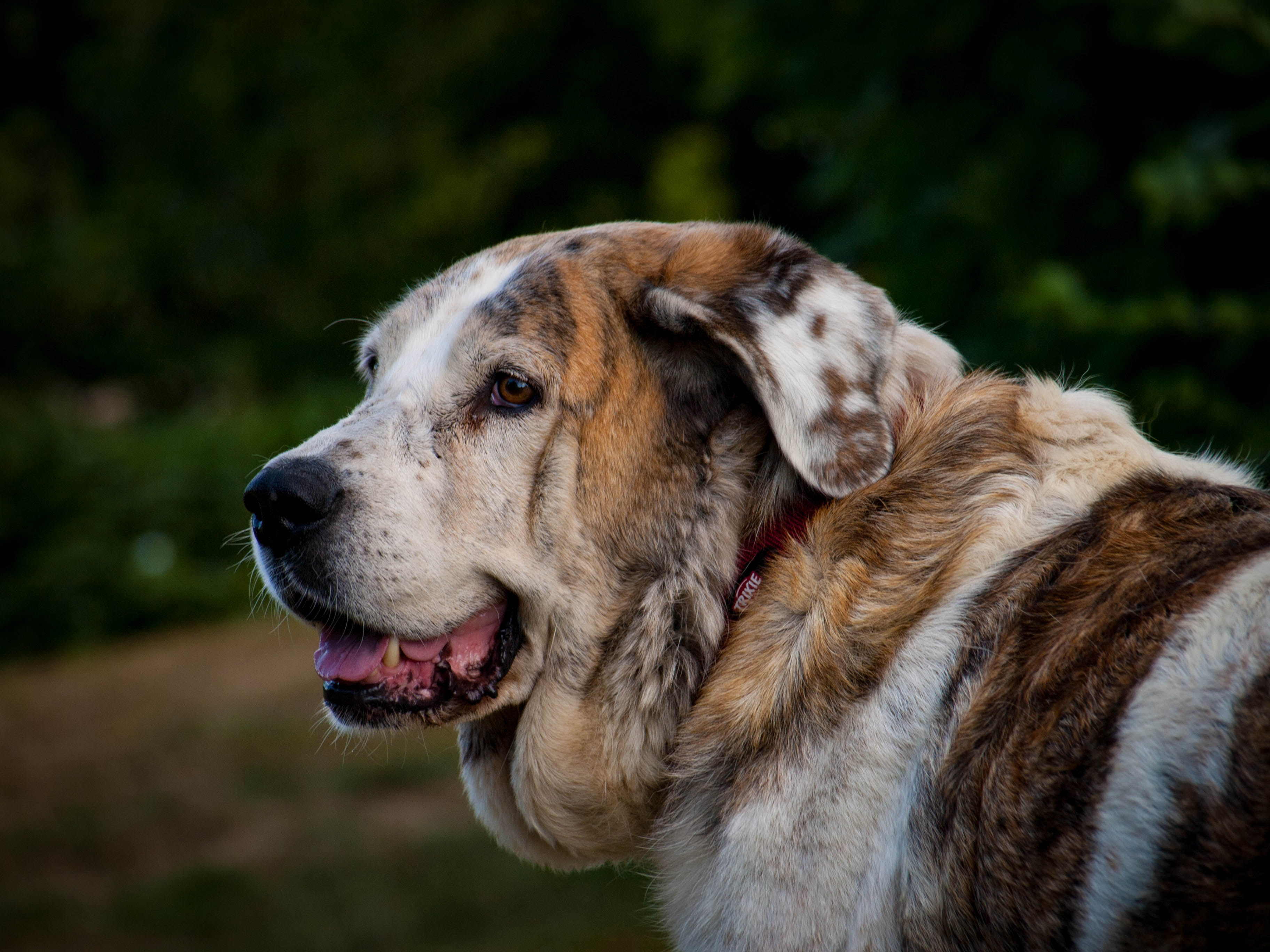 close-up, looking away, animal, head, canine, no people, dog snout, 2K, outdoors, animal head, side view, day, fluffy, panting, fur, good, snout, hybrid, HD Wallpaper