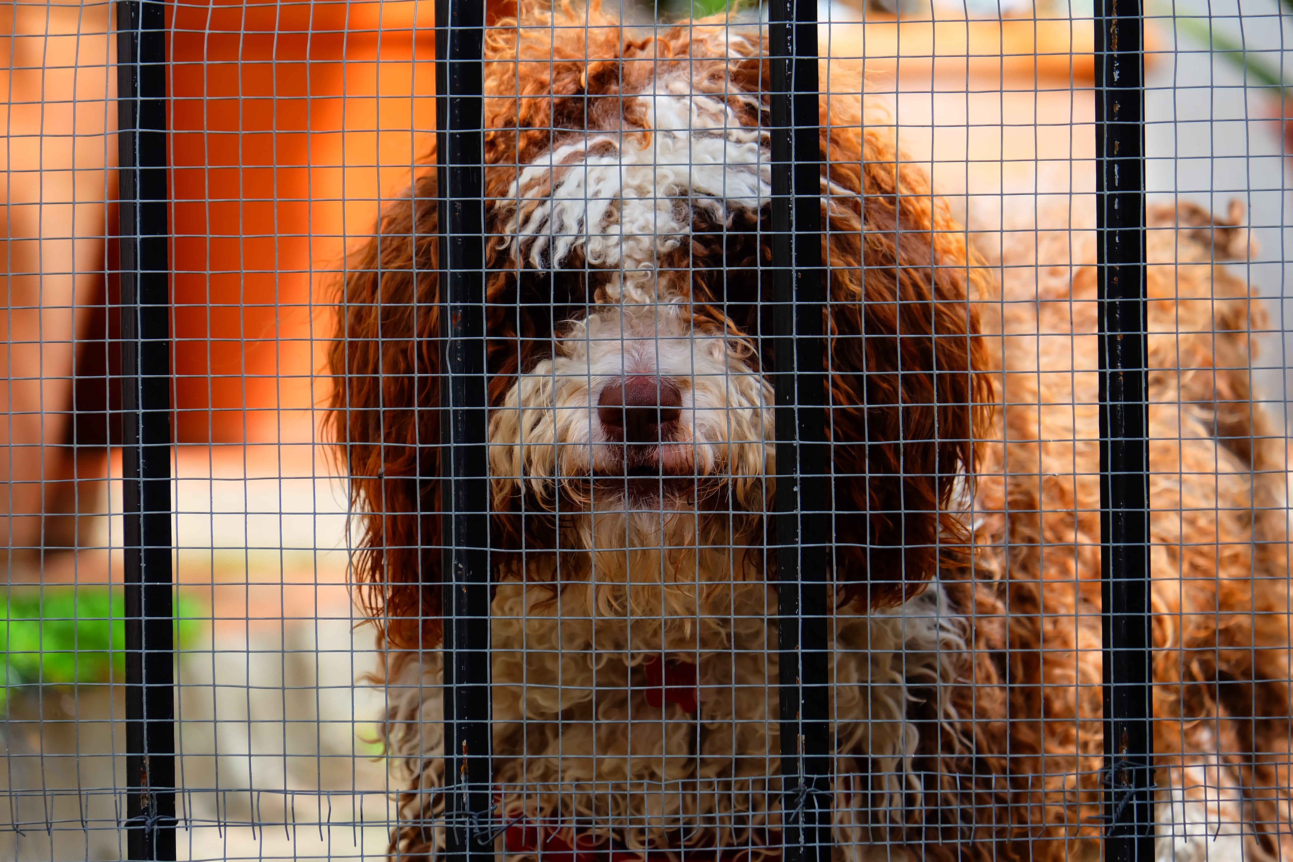 pets, nature, focus on foreground, eyes, domestic, sweet, brown, curious, pet, bird, animals in captivity, hence, domestic animals, trapped, one animal, HD Wallpaper