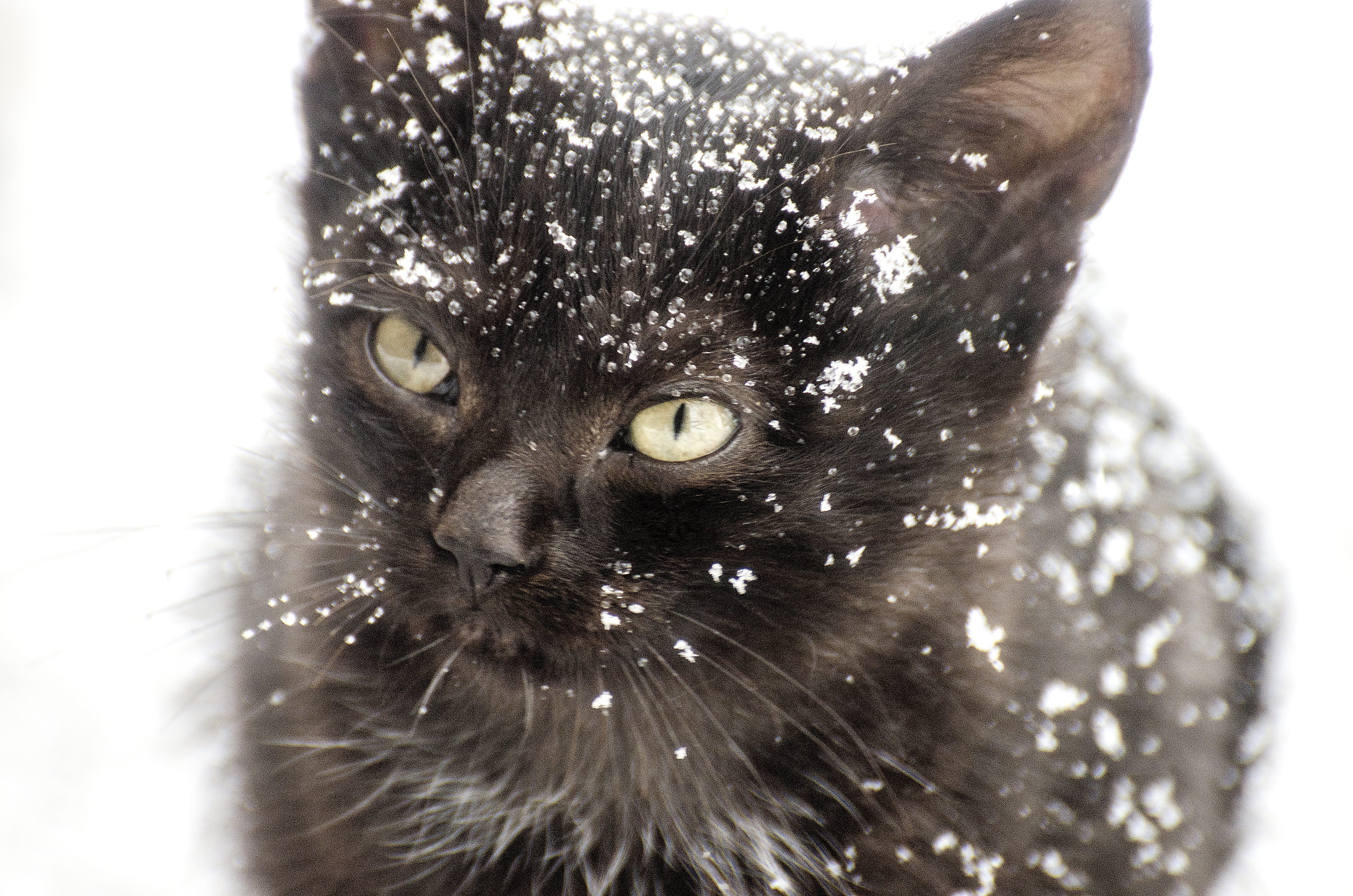 animal themes, vertebrate, pets, portrait, frost, white, cat, animal head, december, kitten, season, fur, xmas, short, feline, animal body part, flakes, HD Wallpaper