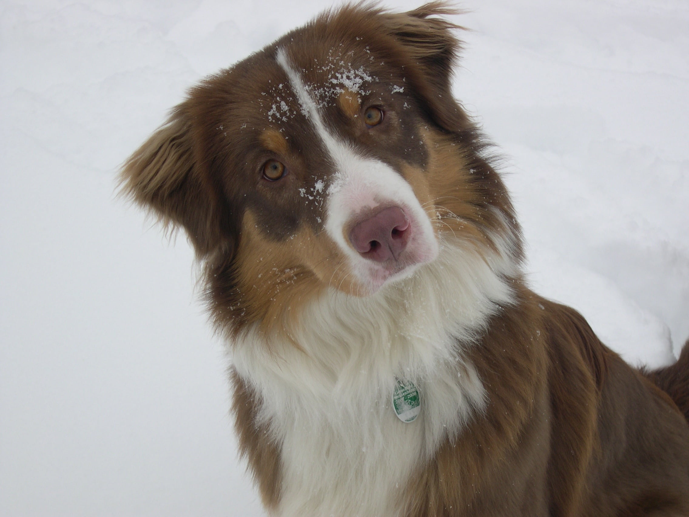 shepherd, australian shepherd, adult, animal themes, puppy, border Collie, no people, animal body part, attention, purebred Dog, one animal, canine, domestic animals, HD Wallpaper