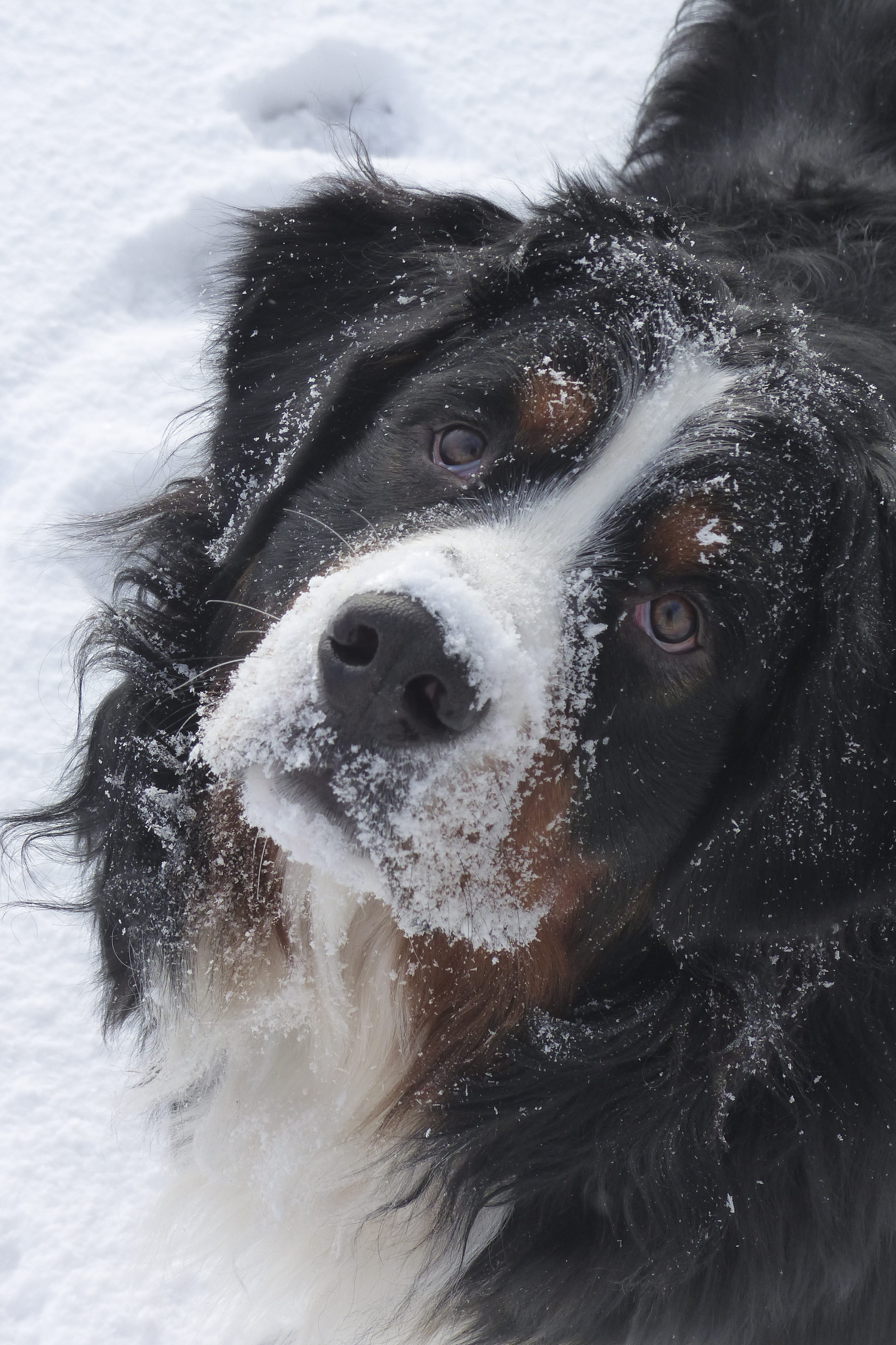 purebred, dog, vertebrate, bernese mountain dog, head, canine, snowing, close-up, domestic, snow, no people, season, animal, swiss, friend, adorable, one animal, Phone HD Wallpaper