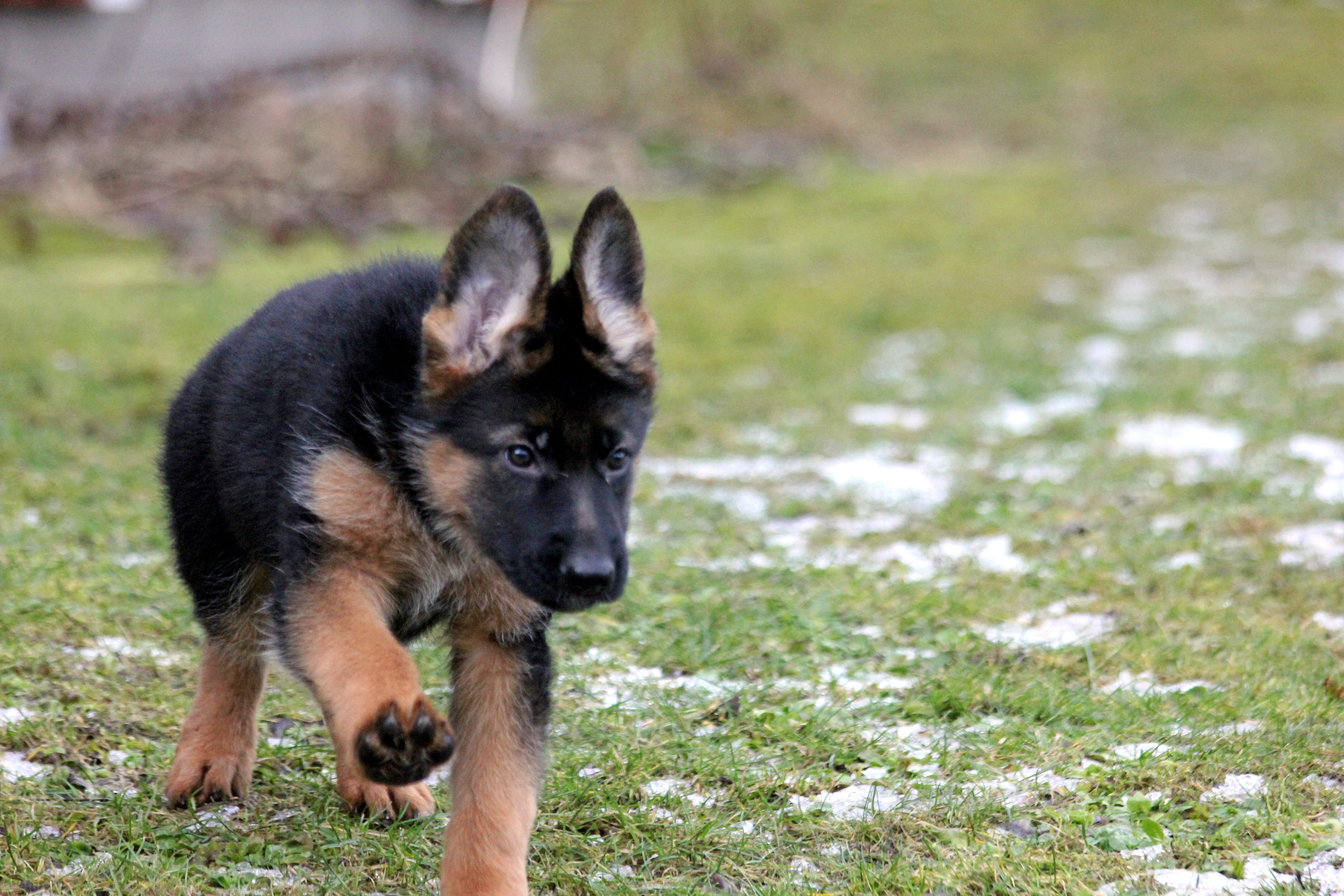 nature, day, Puppy, dog, no people, field, sheepdog, domestic, shepherd, looking, mammal, German Shepherd, pets, outdoors, plant, 5K, grass, canine, vertebrate, HD Wallpaper