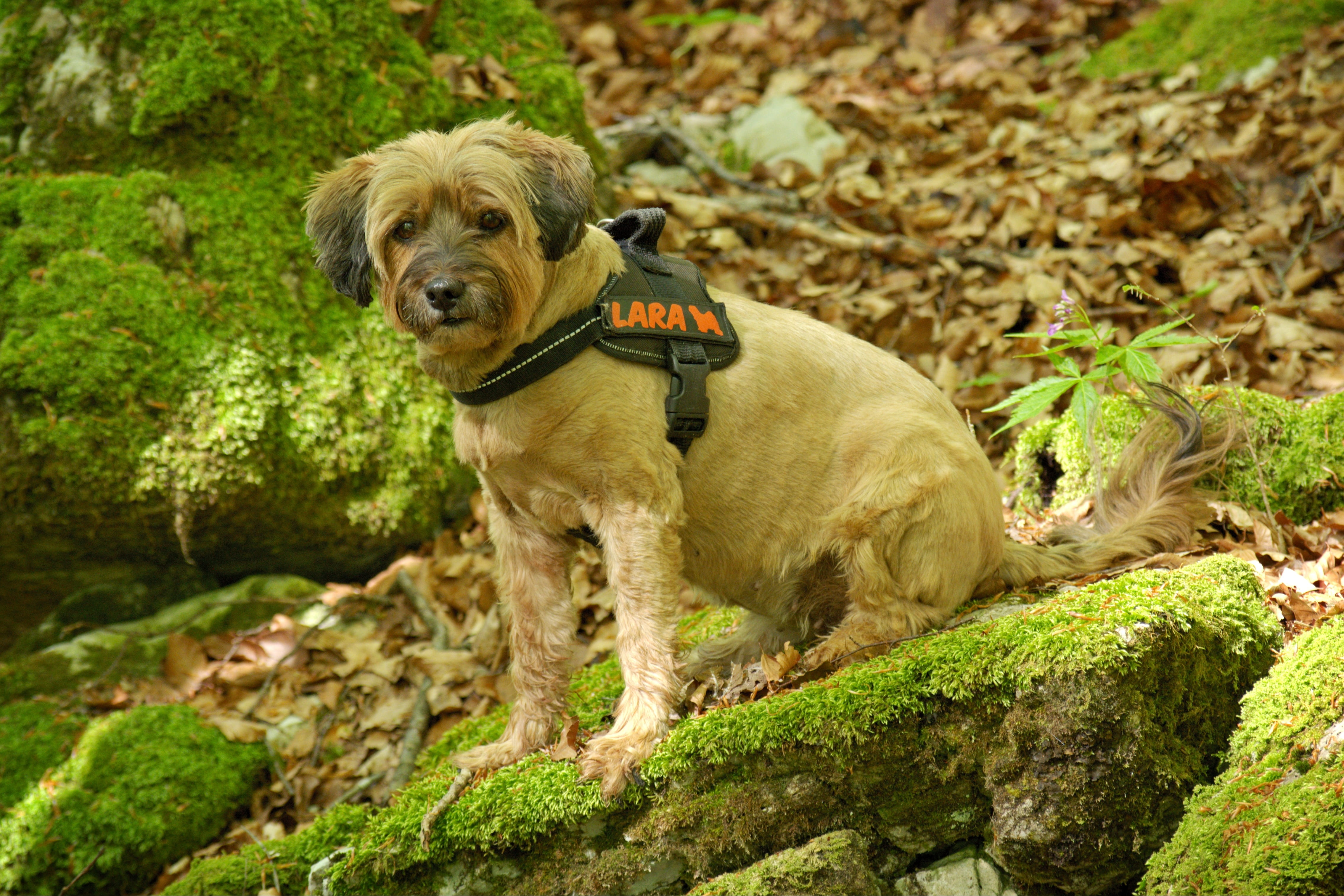 one animal, sitting, collar, dog, nature, good, animal world, portrait, standing, animal themes, domestic animals, dear, outdoors, plant, rock, dog harness, HD Wallpaper