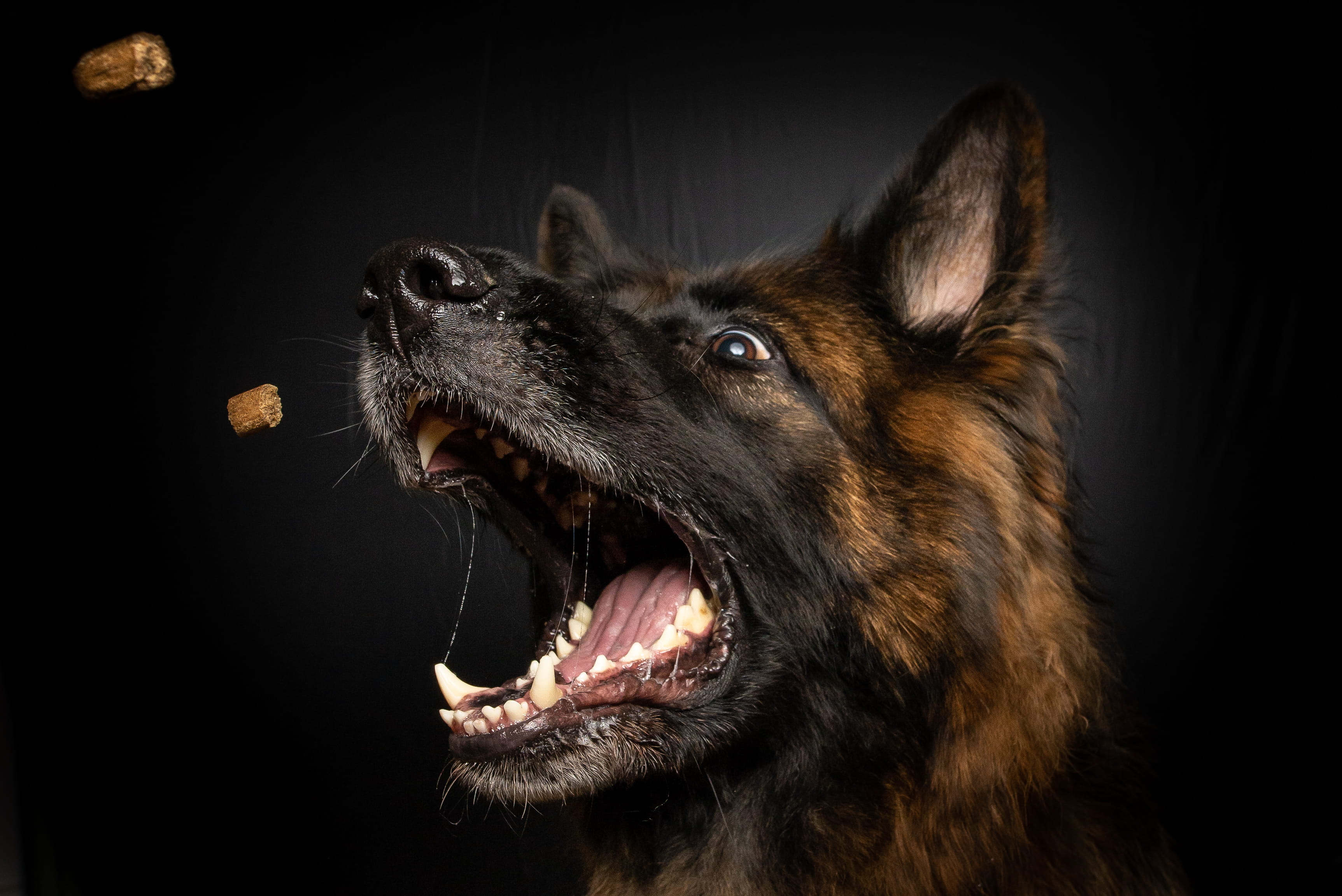 mammal, natur, police dog, animal teeth, animal head, opening, close-up, coated, black, 2K, animal mouth, canine, hund, mouth, animal, pet, snout, no people, HD Wallpaper