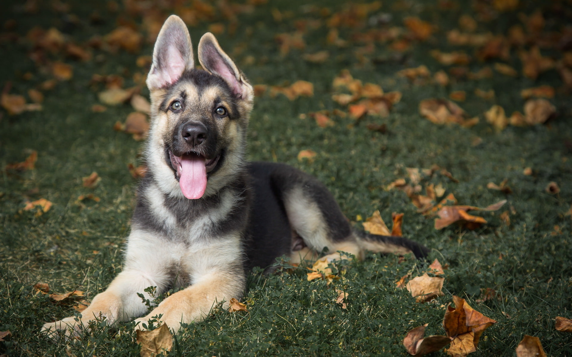 dog, puppy, grass, leaves, german, animal, shepherd, tongue, german shepherd, 1080P, HD Wallpaper