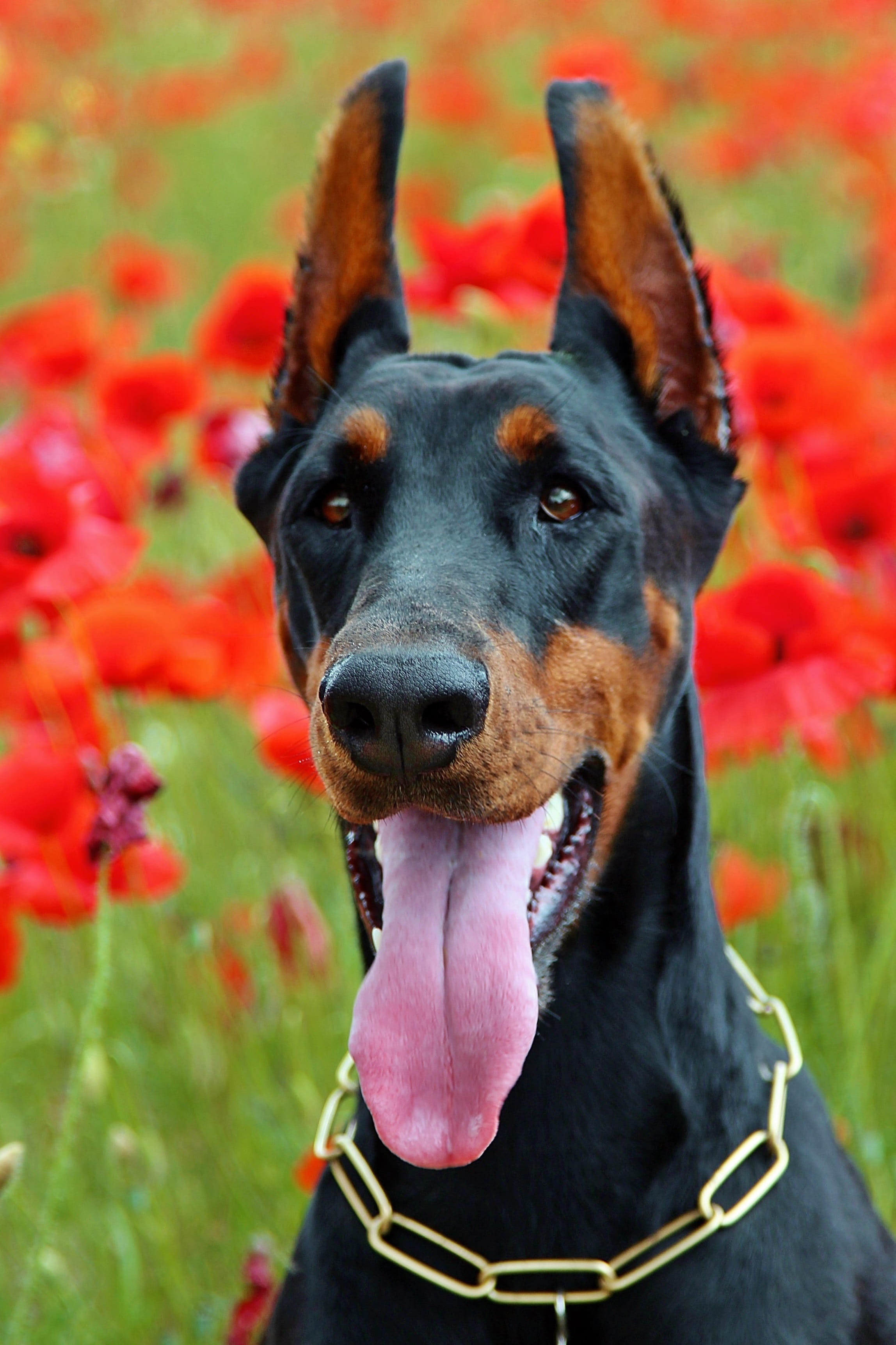 animal tongue, day, sitting, canine, panting, animal, pet collar, outdoors, facial expression, black color, mammal, nature, language, shepard, dog, pets, Phone HD Wallpaper