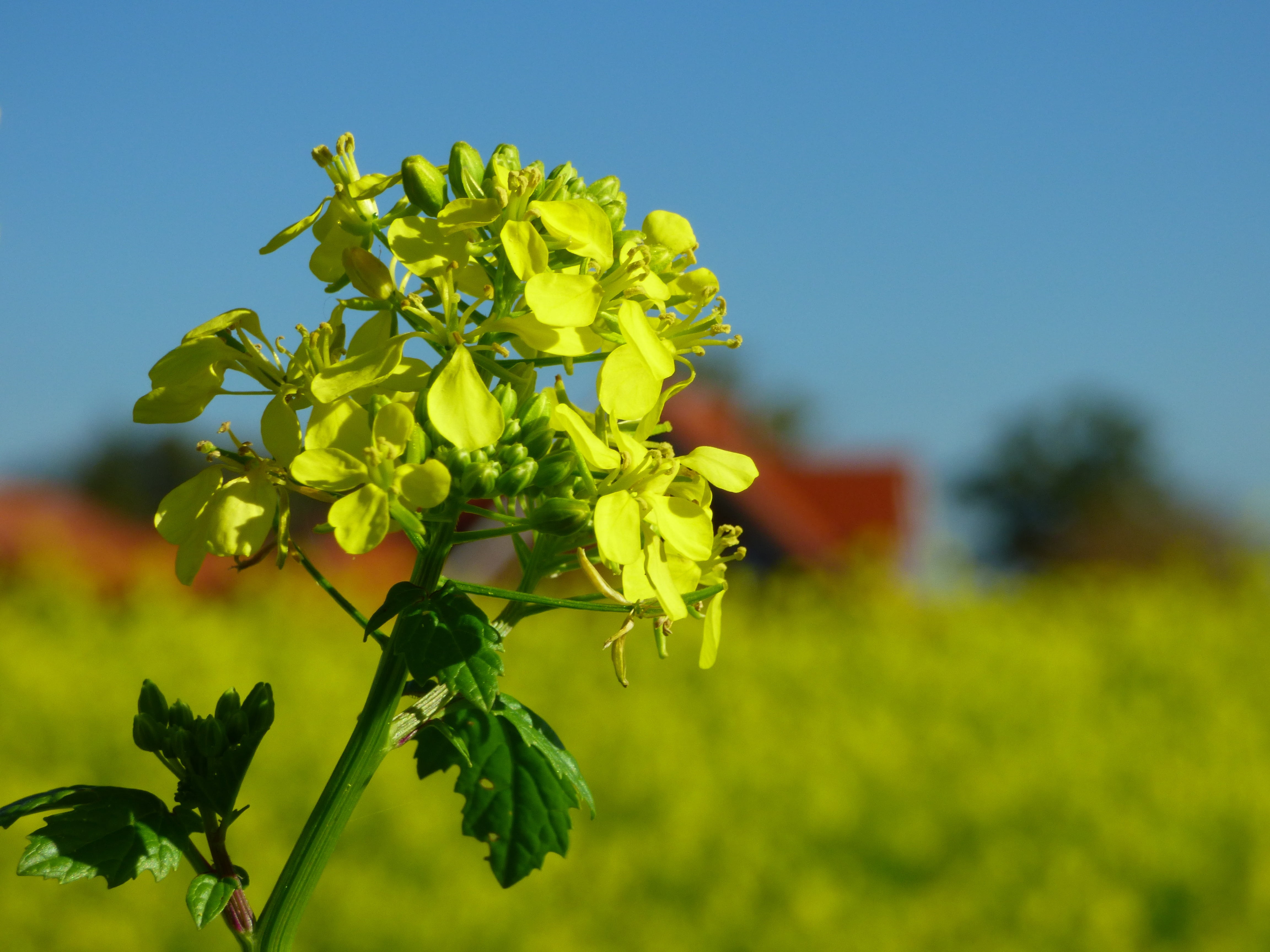 no people, focus on foreground, close-up, yellow, blossom, beauty in nature, agriculture, field, outdoors, mustard, fertilizer, green color, plant part, HD Wallpaper