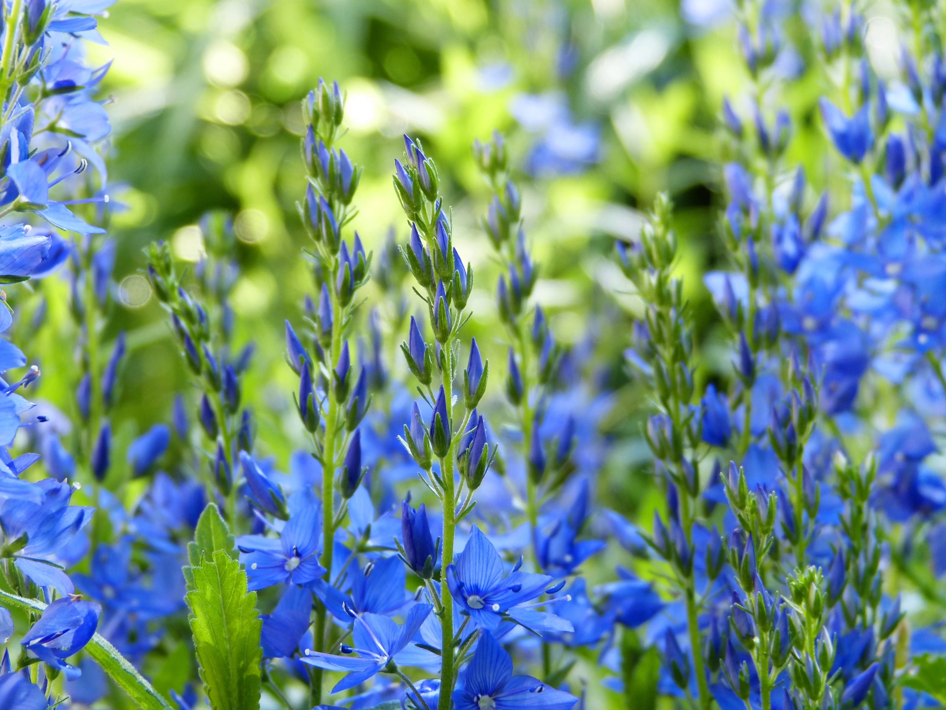 fragility, garden, nature conservation, purple, springtime, outdoors, bees, sunlight, vulnerability, essential oils, tranquility, freshness, blue, nature, HD Wallpaper