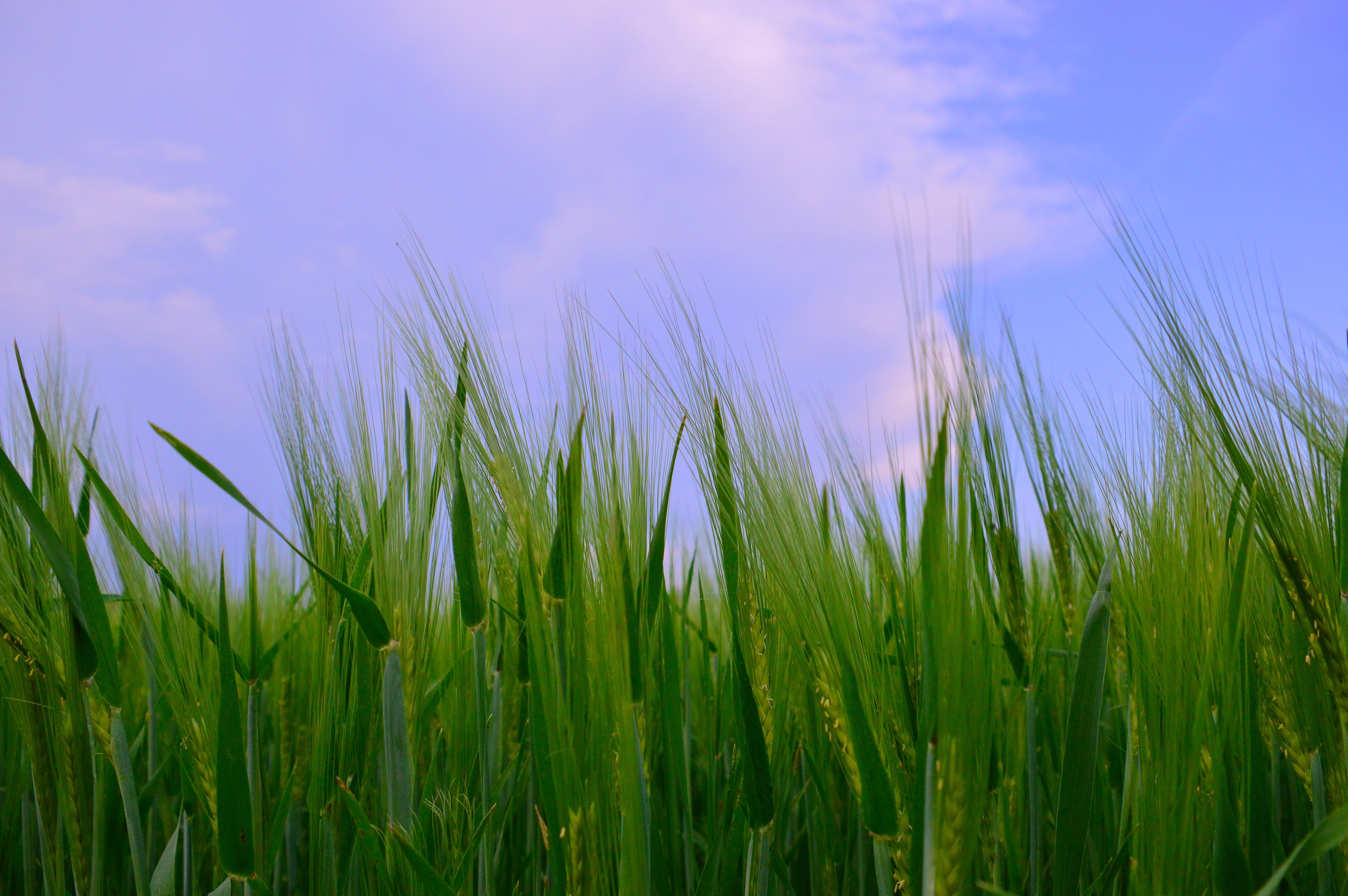 landscape, sky, by chaitanya k, grass, rural scene, lawn, green color, crop, agriculture, cereal plant, wheat, no people, environment, field, 5K, greenish-yellow, HD Wallpaper
