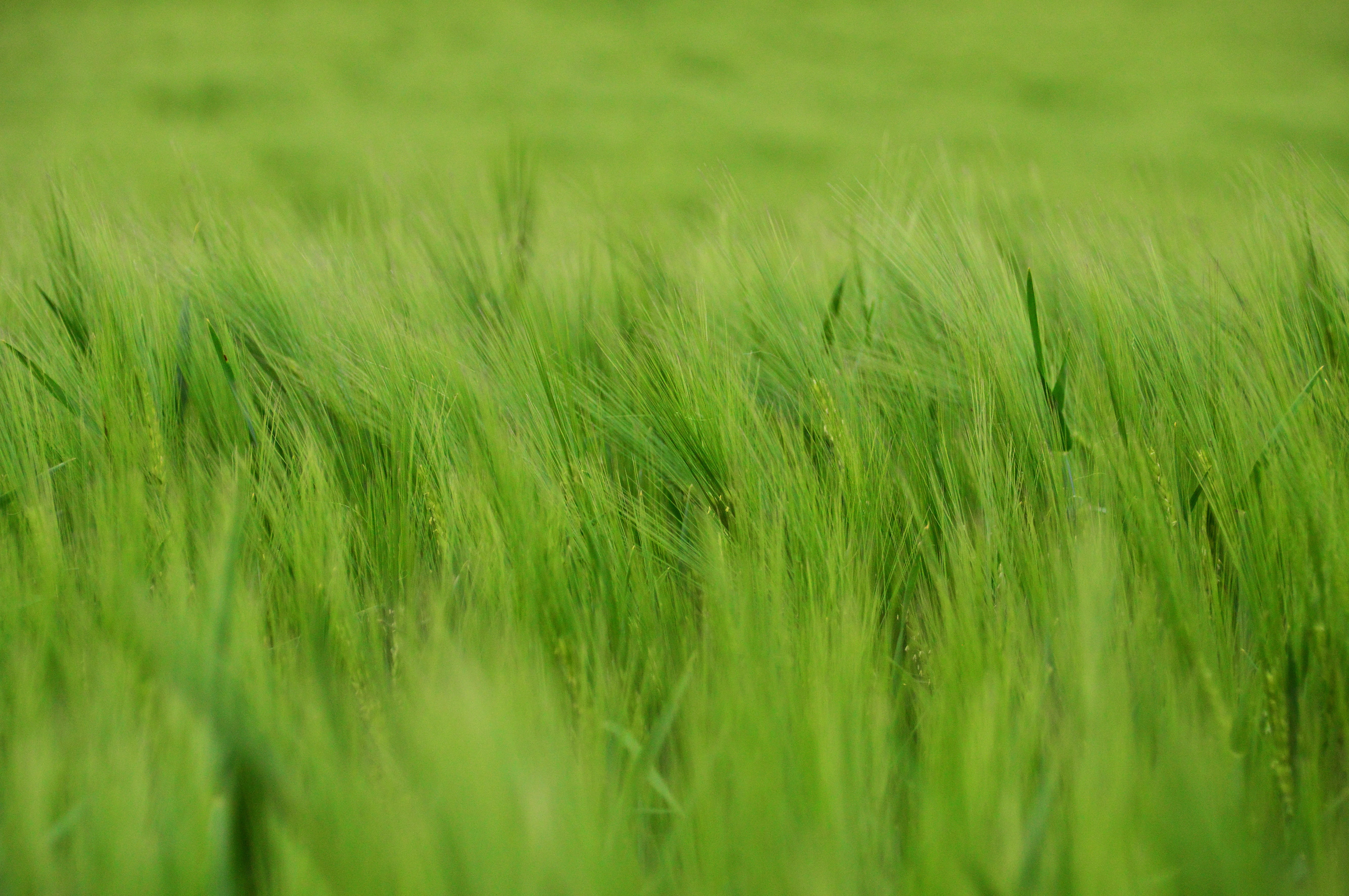 wheat, by chaitanya k, no people, cereals, backgrounds, barley, landscape, food and drink, lawn, land, earth, lush, beauty in nature, other cannabinoids, HD Wallpaper