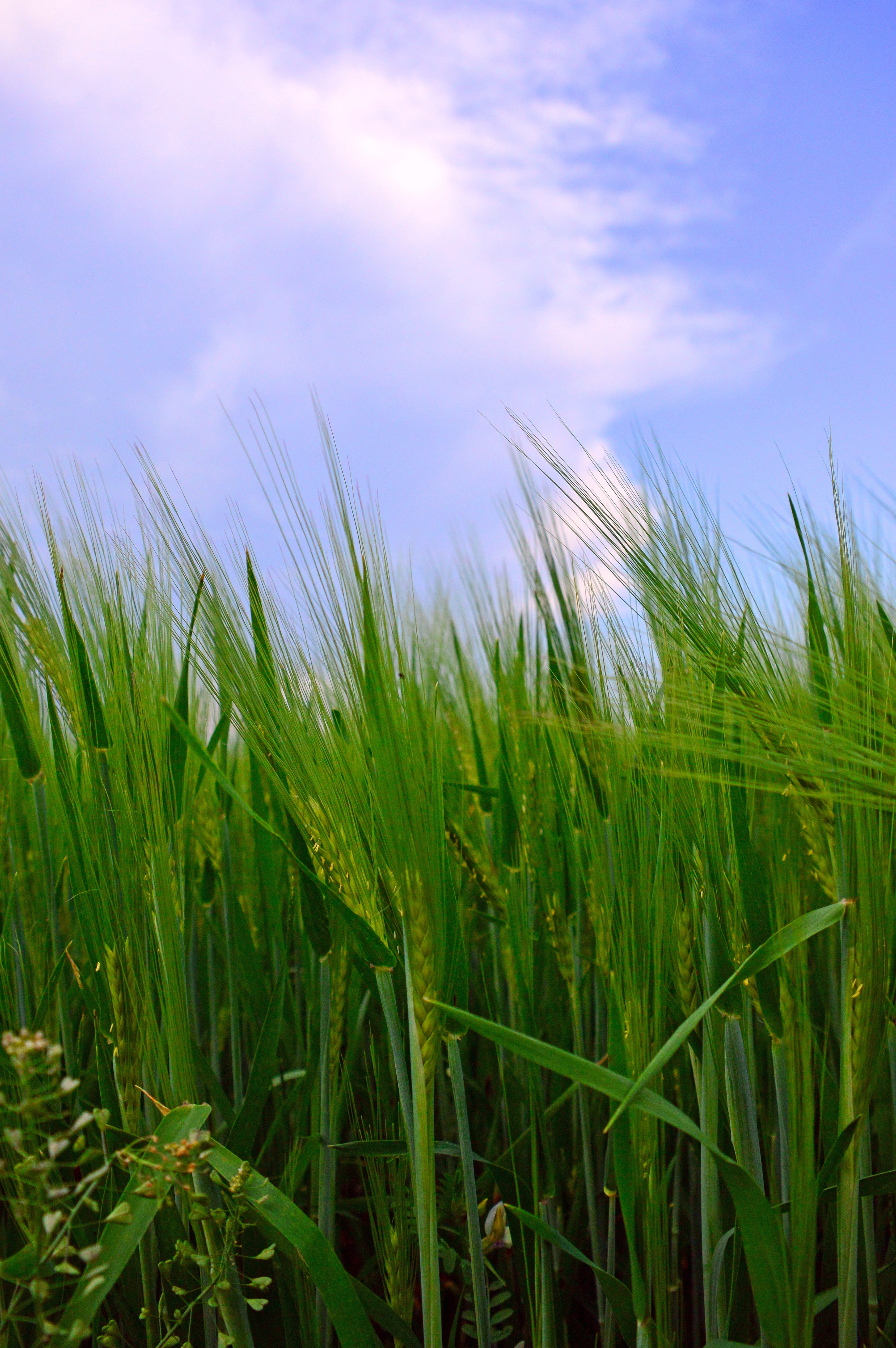 greenish-yellow, outdoors, sky, cereals, no people, green color, lawn, growth, wheat, field, agriculture, farm, cloud - sky, nature, corn, grain, 5K, lush, Phone HD Wallpaper