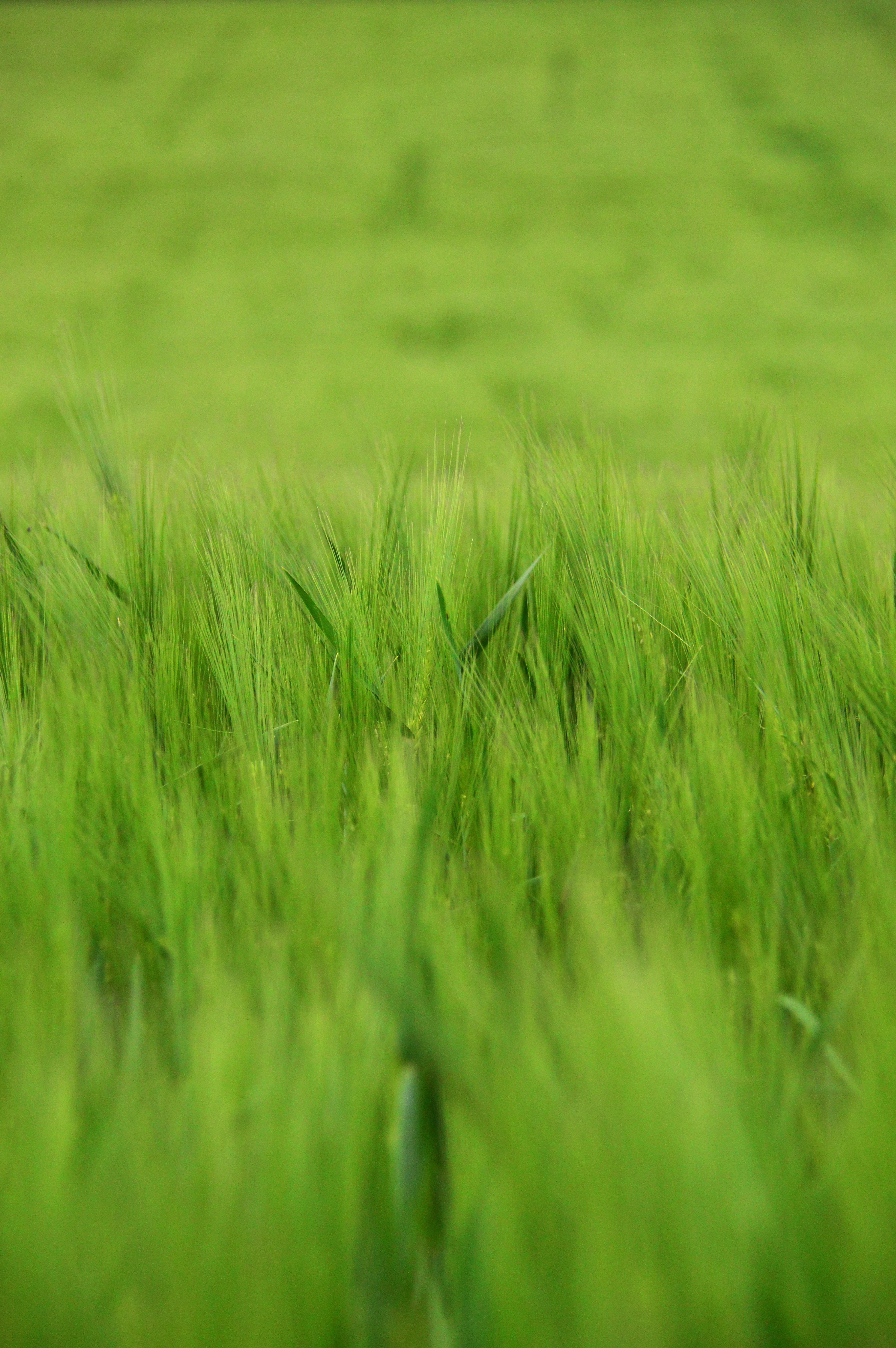 backgrounds, environment, landscape, plant, cultural plants, crop, field, sowing, lush, by chaitanya k, earth, other cannabinoids, cereal plant, beauty in nature, Phone HD Wallpaper