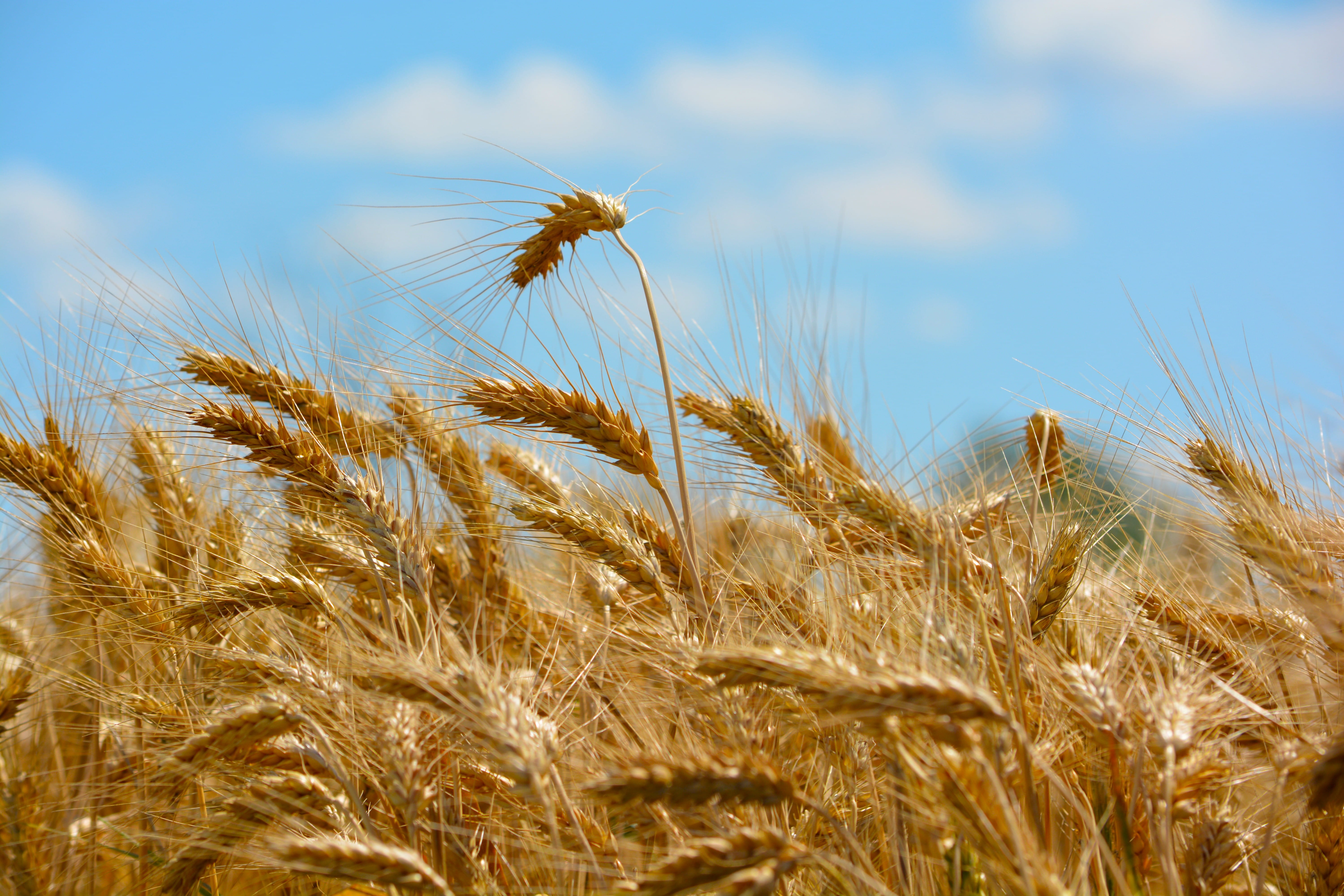 wheat ear, land, close-up, plant, wheat, daytime, 5K, landscape, by chaitanya k, growth, day, sky, wind, rice, cereal plant, wheats, agriculture, no people, HD Wallpaper