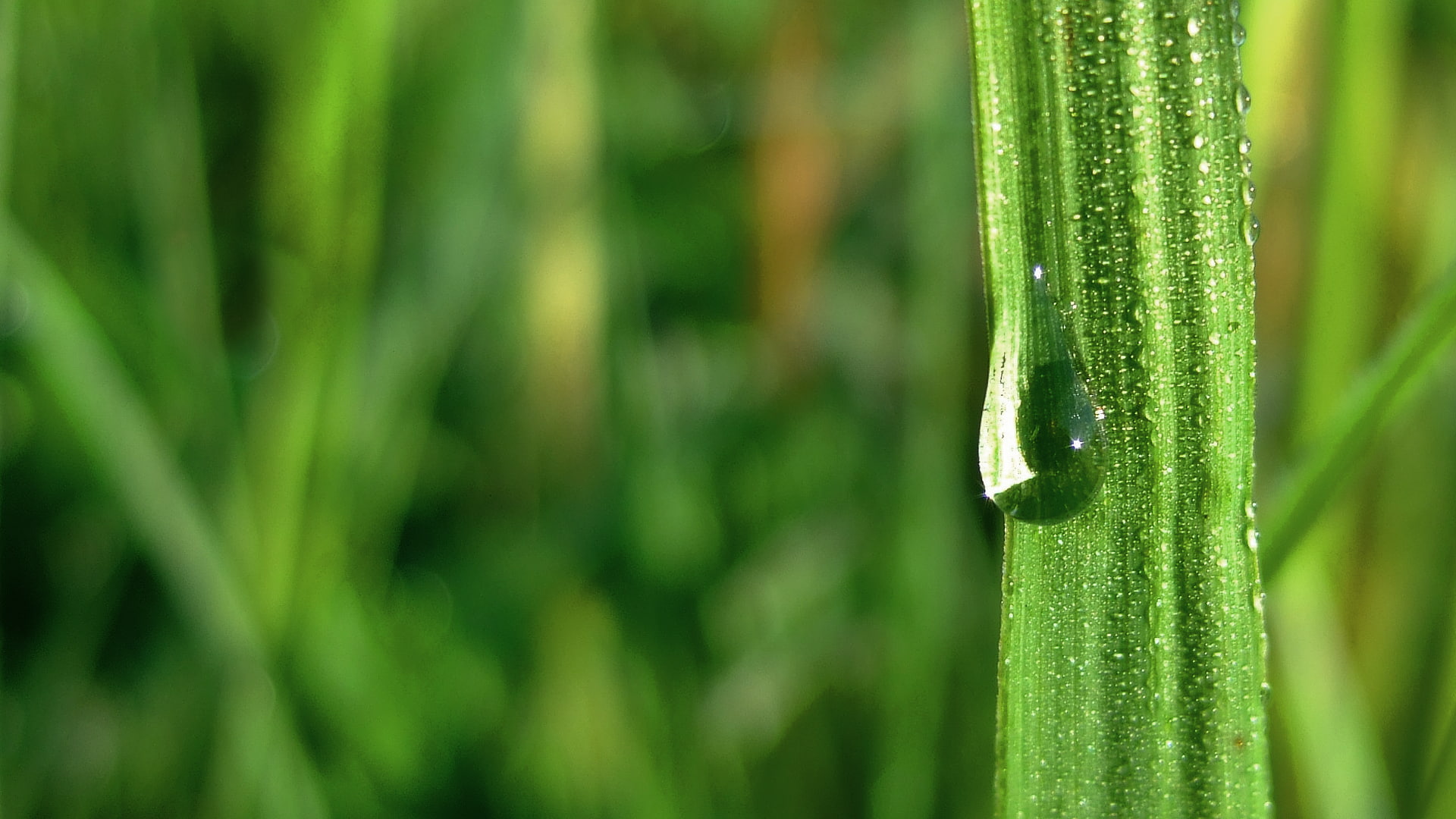 water, Green field, Summer Breeze, grass, 1080P, HD Wallpaper