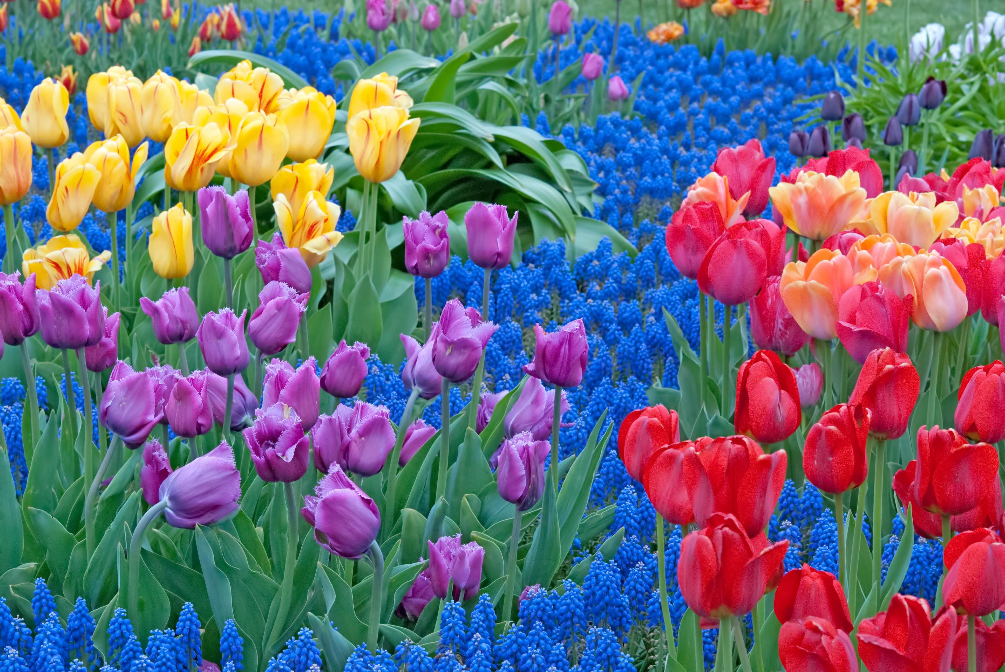 nature, breeze, garden, colors, fresh, heaven, scented, 4K, flowers, magnificent, HD Wallpaper