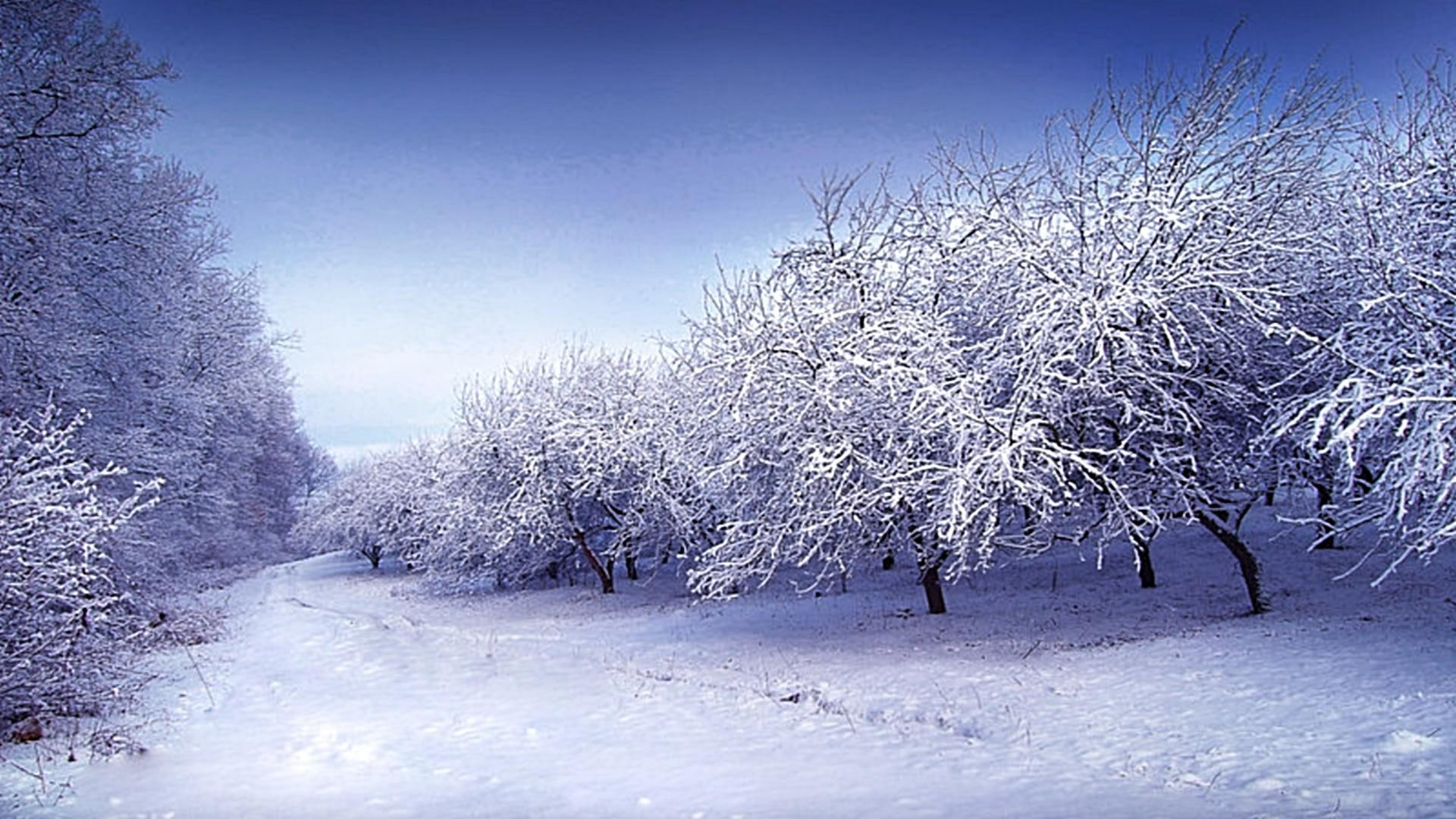 trees, 3d and abstract, snow, snows, beauty, breezing, path, cool, white, snowy, 1080P, HD Wallpaper