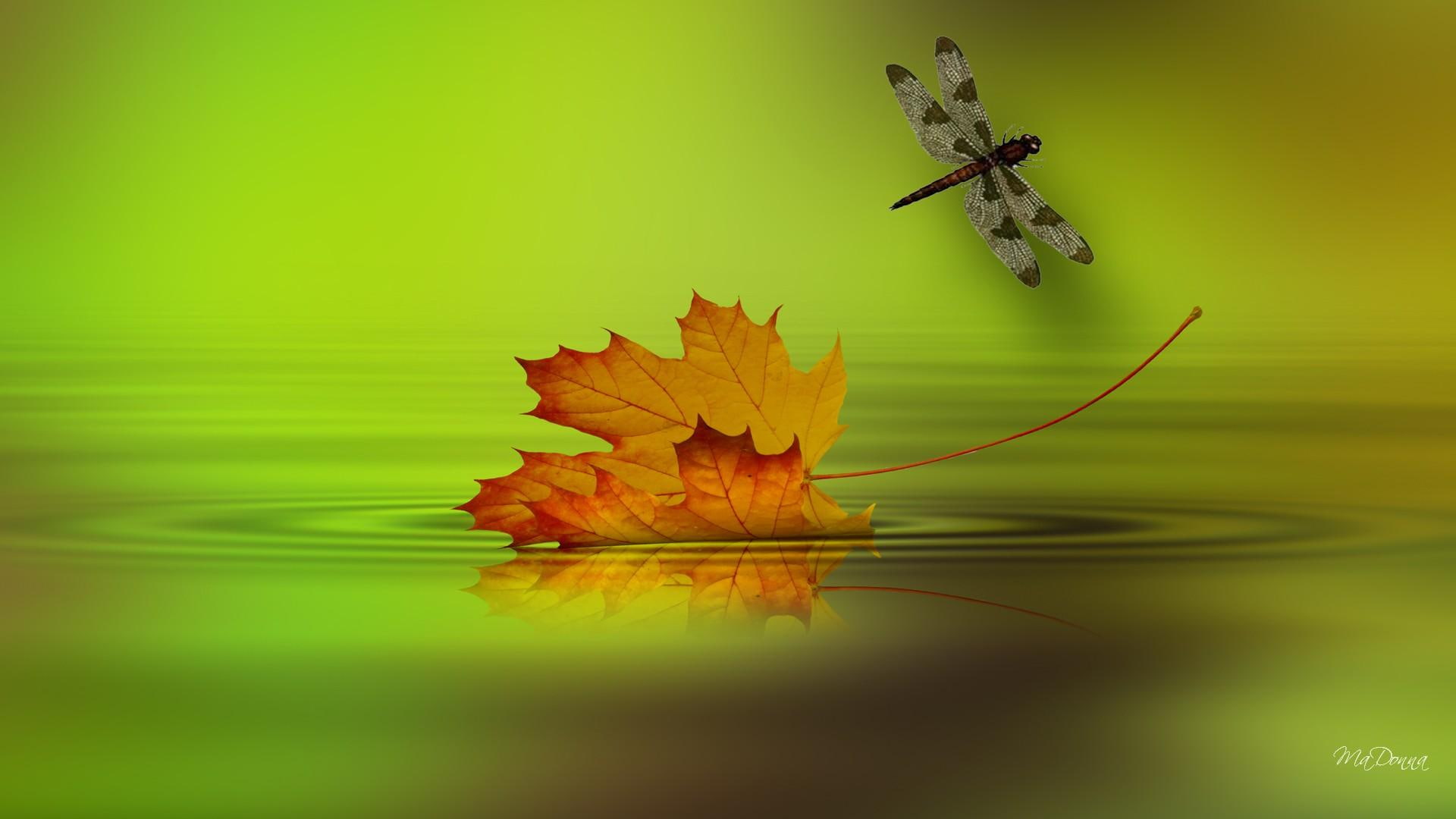 leafage, mapl, red, bright, herbage, leaf, color, floating, autumn, river, lake, white, reflect, yellow, maple, breeze, 1080P, leafe, black, verdure, dragonfly, HD Wallpaper