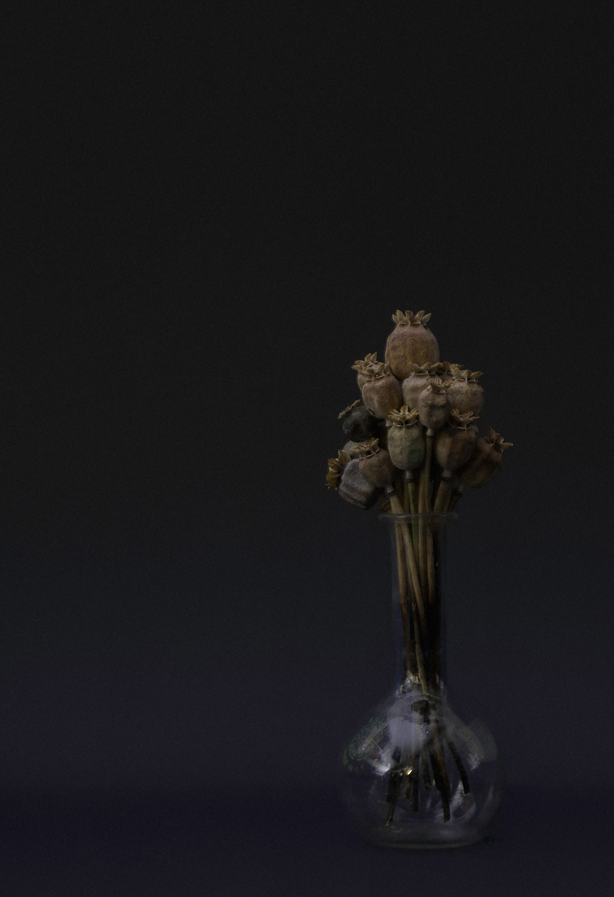 wilted plant, flowers, glass - material, drug, no people, harm reduction, close-up, studio shot, vase, poppy pod, freshness, copy space, poppy, poppies, Phone HD Wallpaper