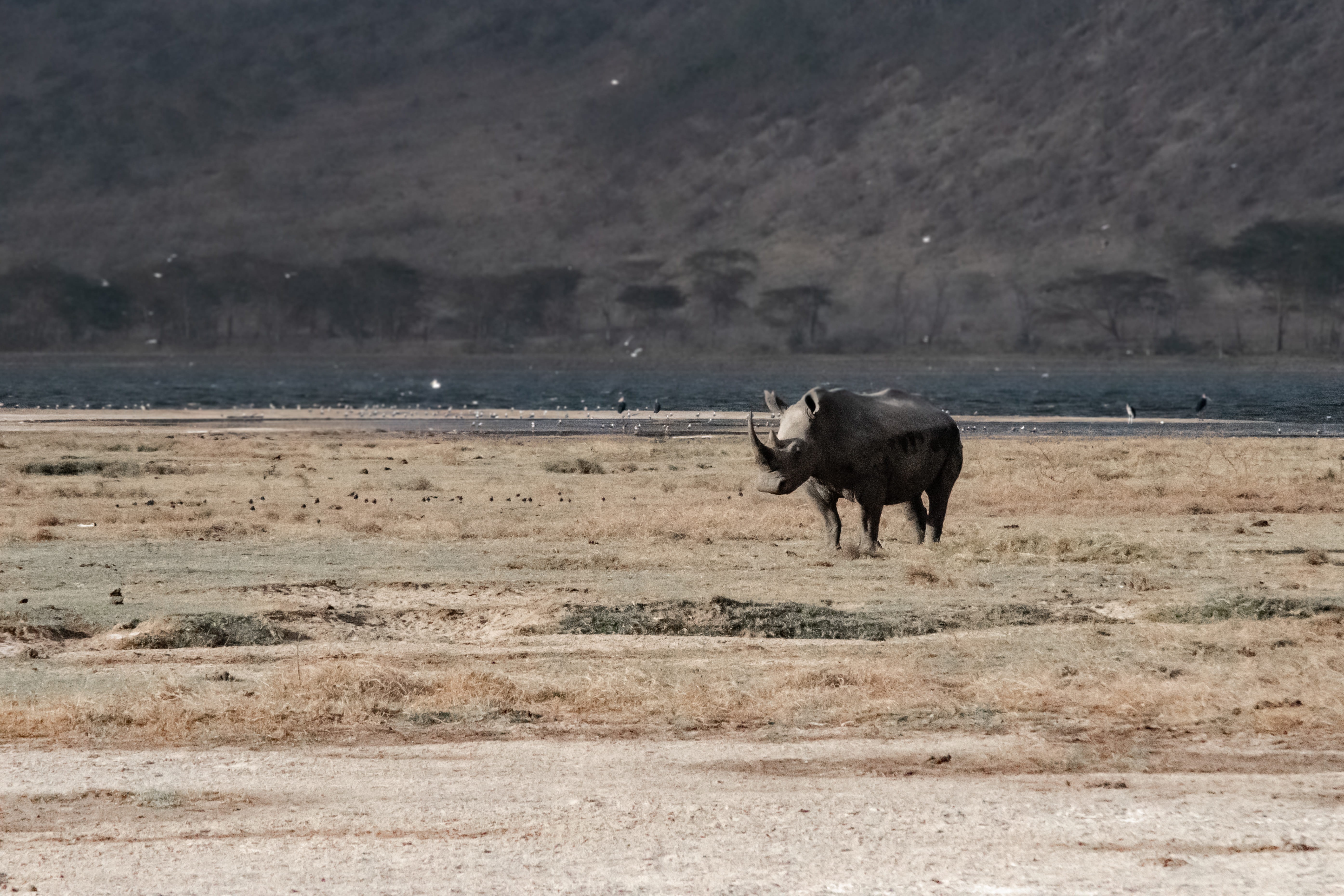 tanding, landscape, livestock, pets, animal, water, no people, domestic animals, herbivorous, field, rhinoceros, open, 5K, domestic, animal themes, one animal, HD Wallpaper