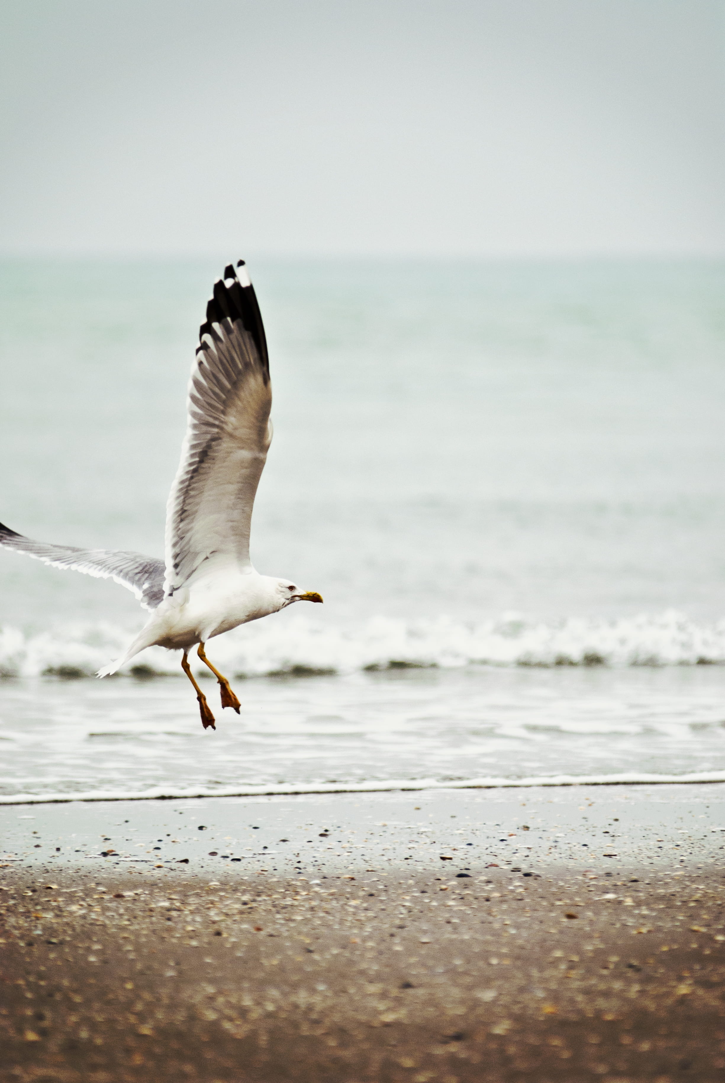 land, vertebrate, one animal, horizon over water, motion, outdoors, no people, 2K, flying, lido di venezia, gull, bird, animal wildlife, water, mid-air, Phone HD Wallpaper