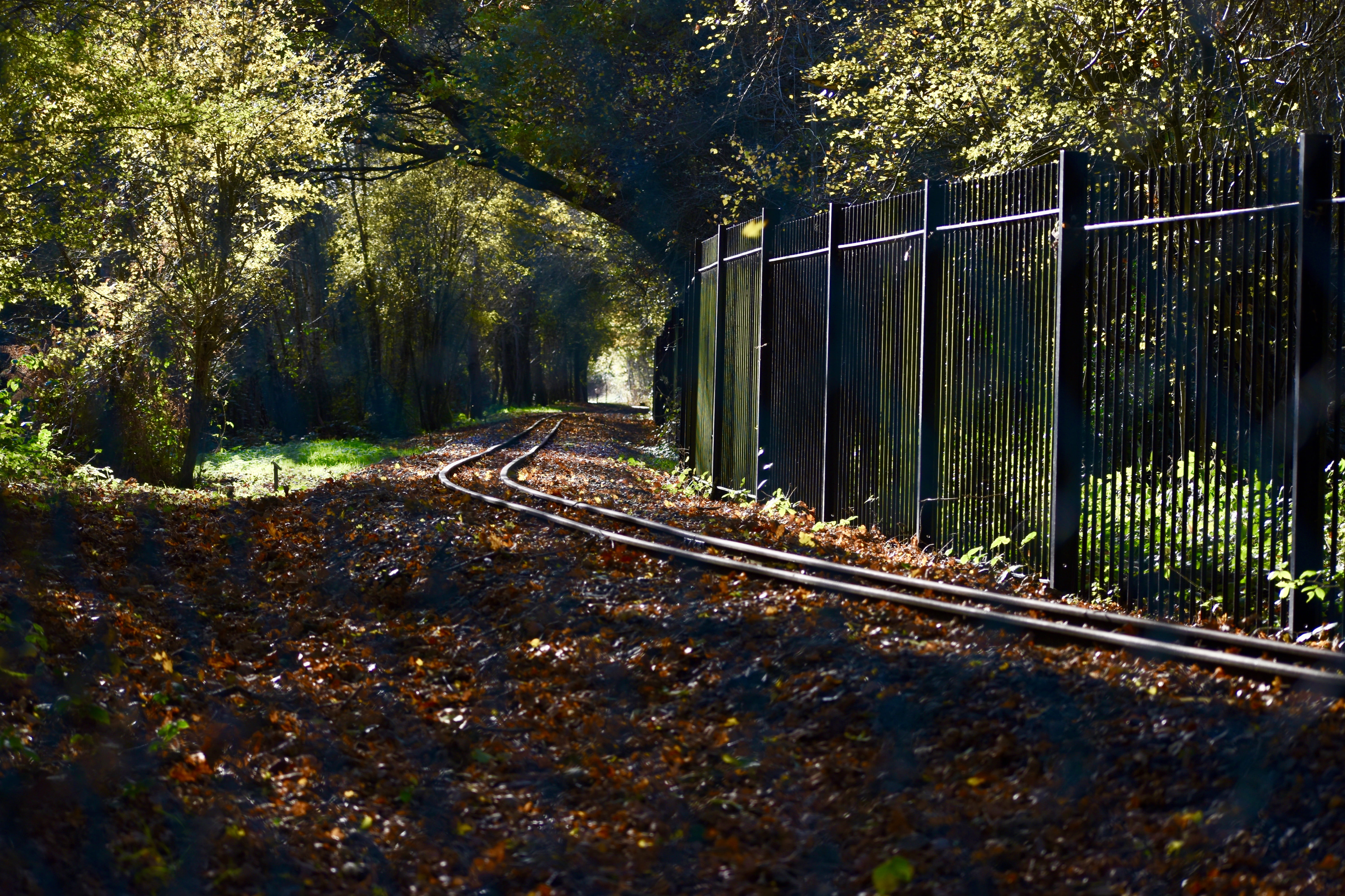 change, train, the way forward, land, public transportation, ruislip, trees, train tracks, 5K, outdoors, tree, sunlight, nature, mode of transportation, HD Wallpaper