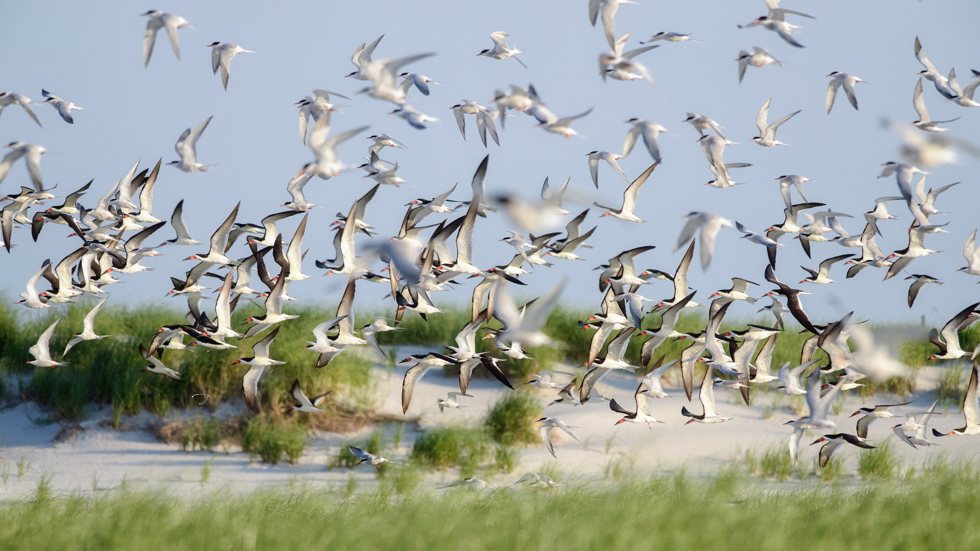 Skimmers, Summer, Lido Beach, Birds, 1080P, Nature, Flight, HD Wallpaper