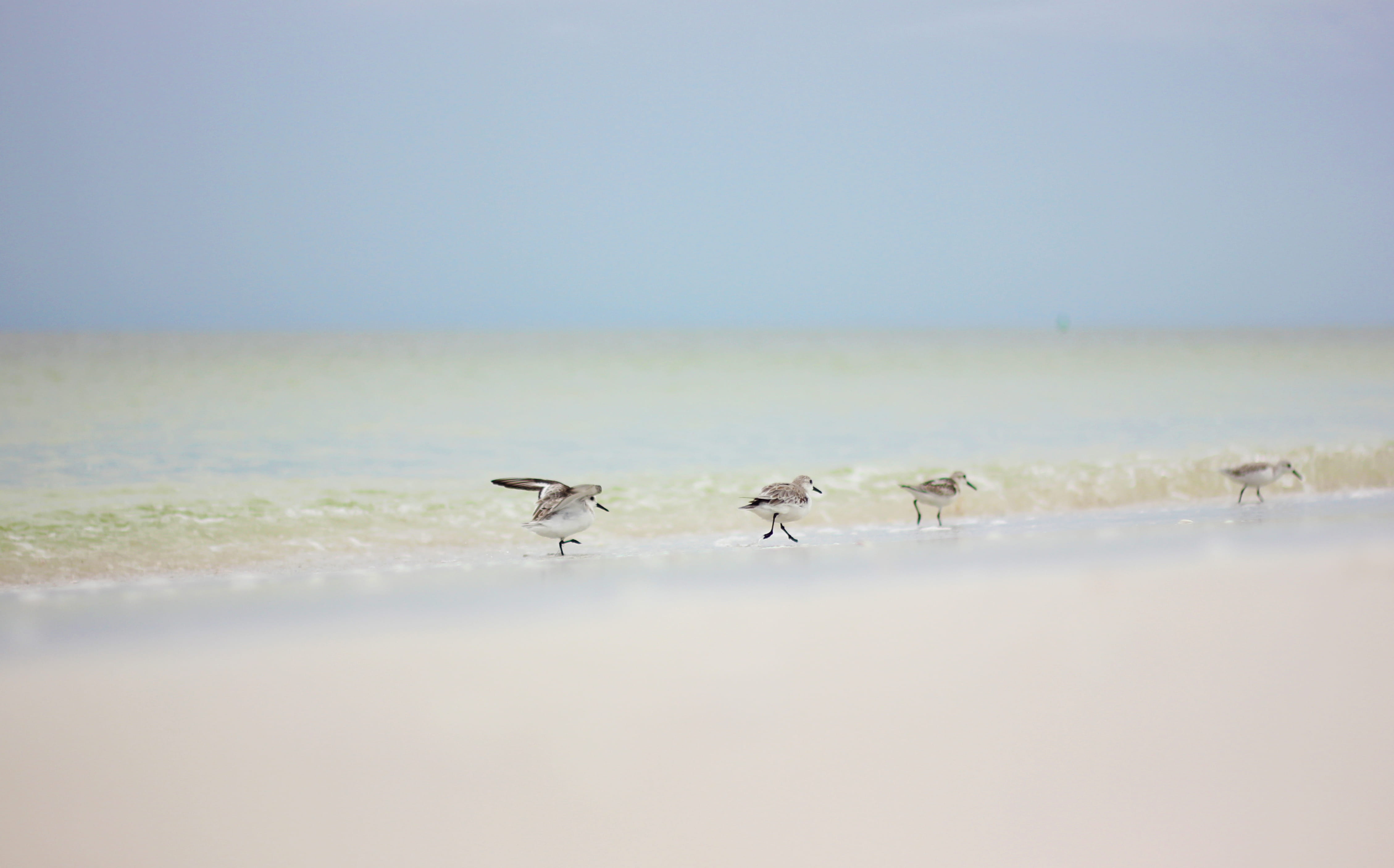 vertebrate, sky, seascape, scenics - nature, clear sky, animal wildlife, florida, nature, travel, day, united states, land, copy space, flock of birds, HD Wallpaper