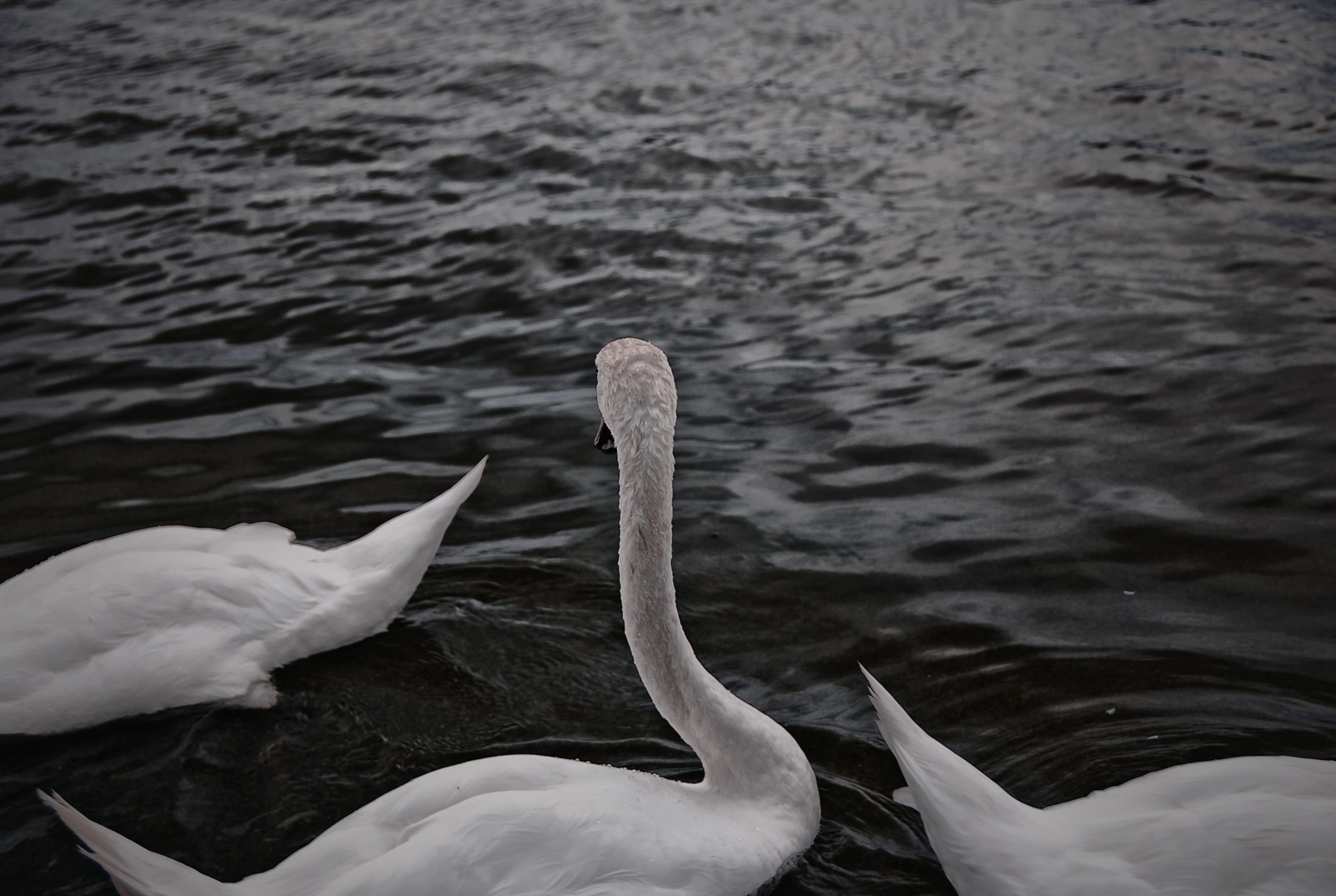 zoology, animals in the wild, vertebrate, freshwater bird, water bird, london, beak, animal neck, day, swimming, animal, swan, ruislip, beauty in nature, HD Wallpaper