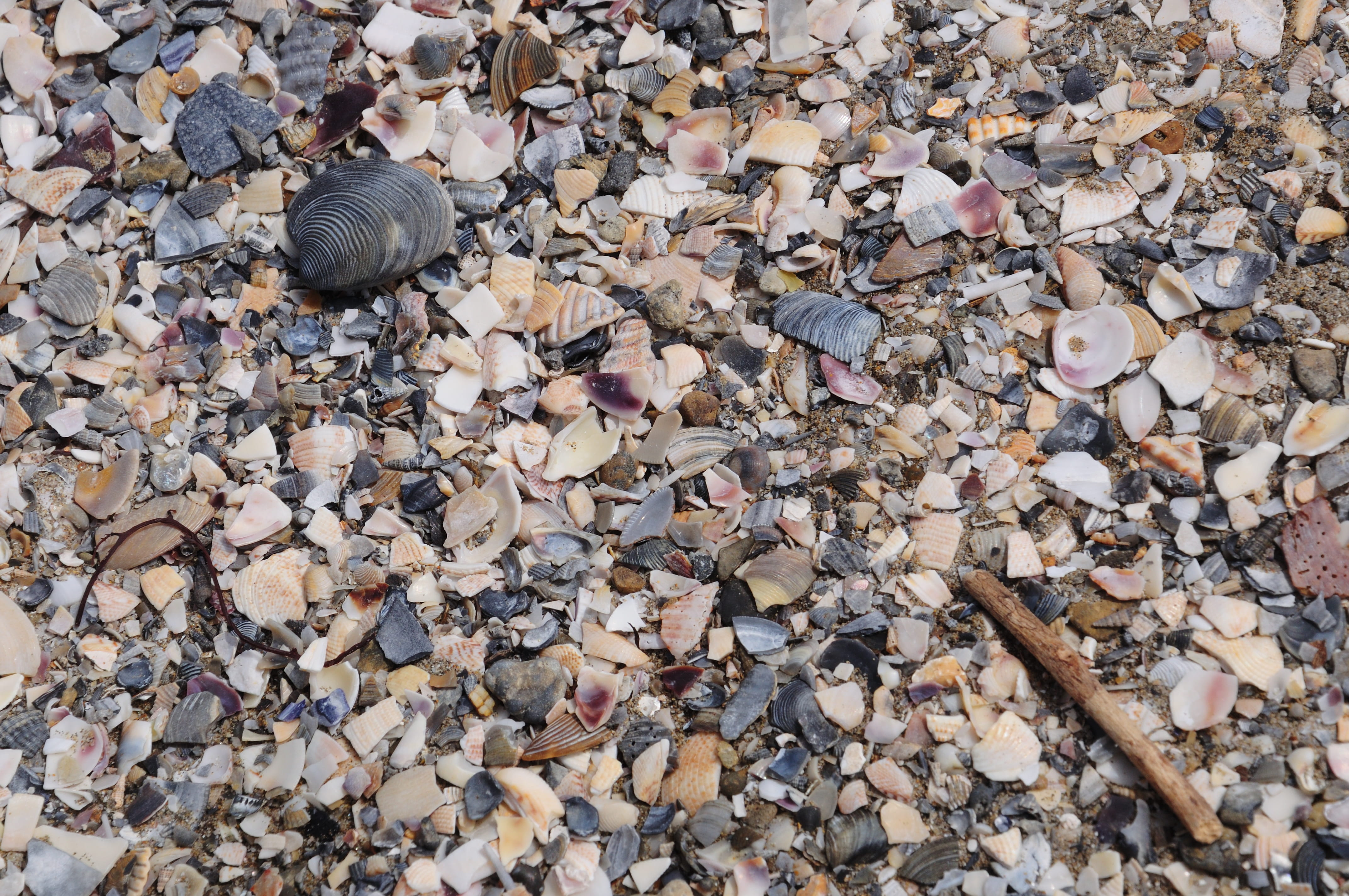 large group of objects, animal shell, pebble, solid, rock, shell, italy, change, gravel, leaf, beauty in nature, seashell, stone - object, day, outdoors, HD Wallpaper