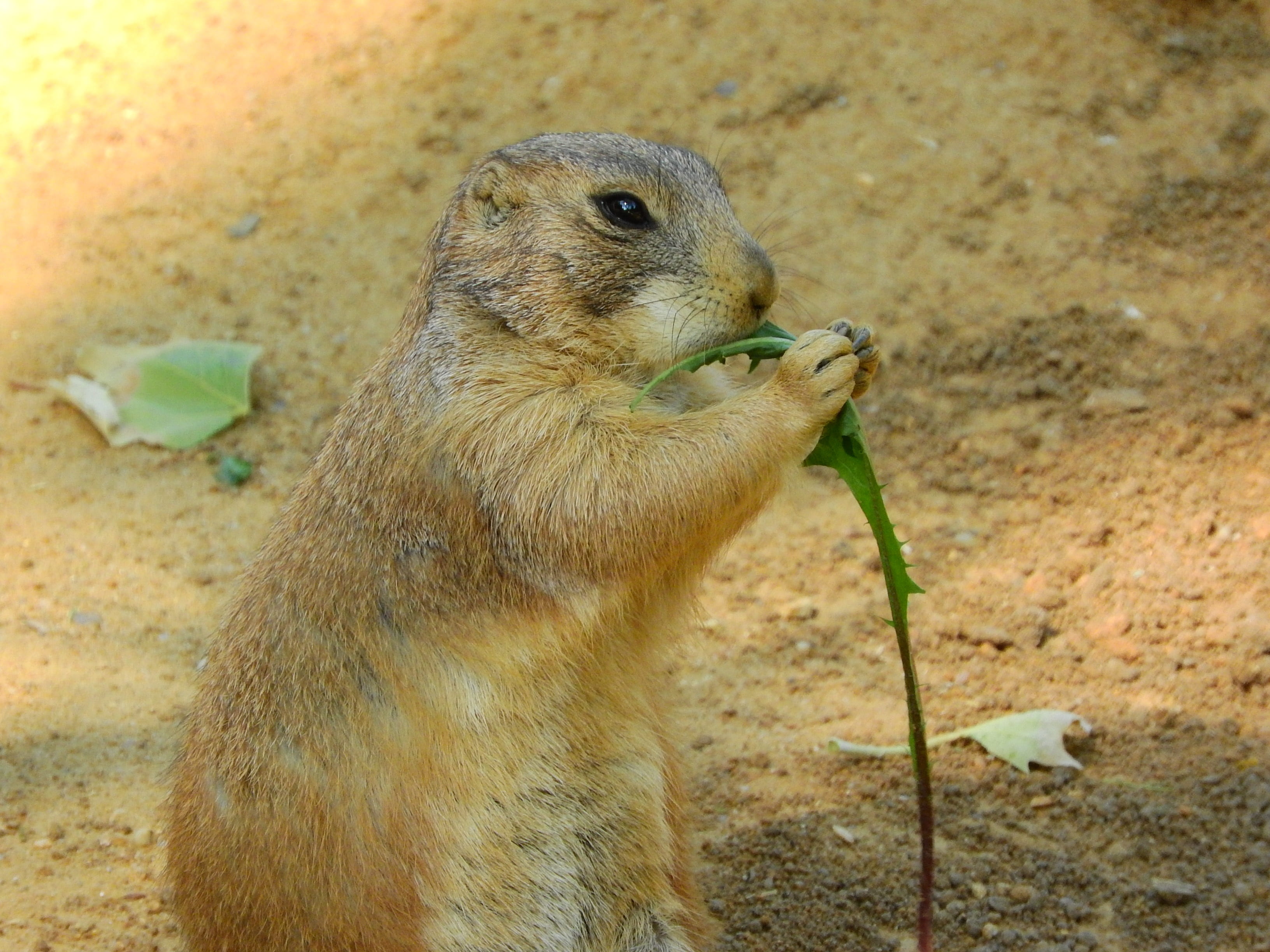 field, feeding, eating, cynomys ludovicianus, animals in the wild, nature, vertebrate, looking, rodents, focus on foreground, land, no people, 2K, day, HD Wallpaper